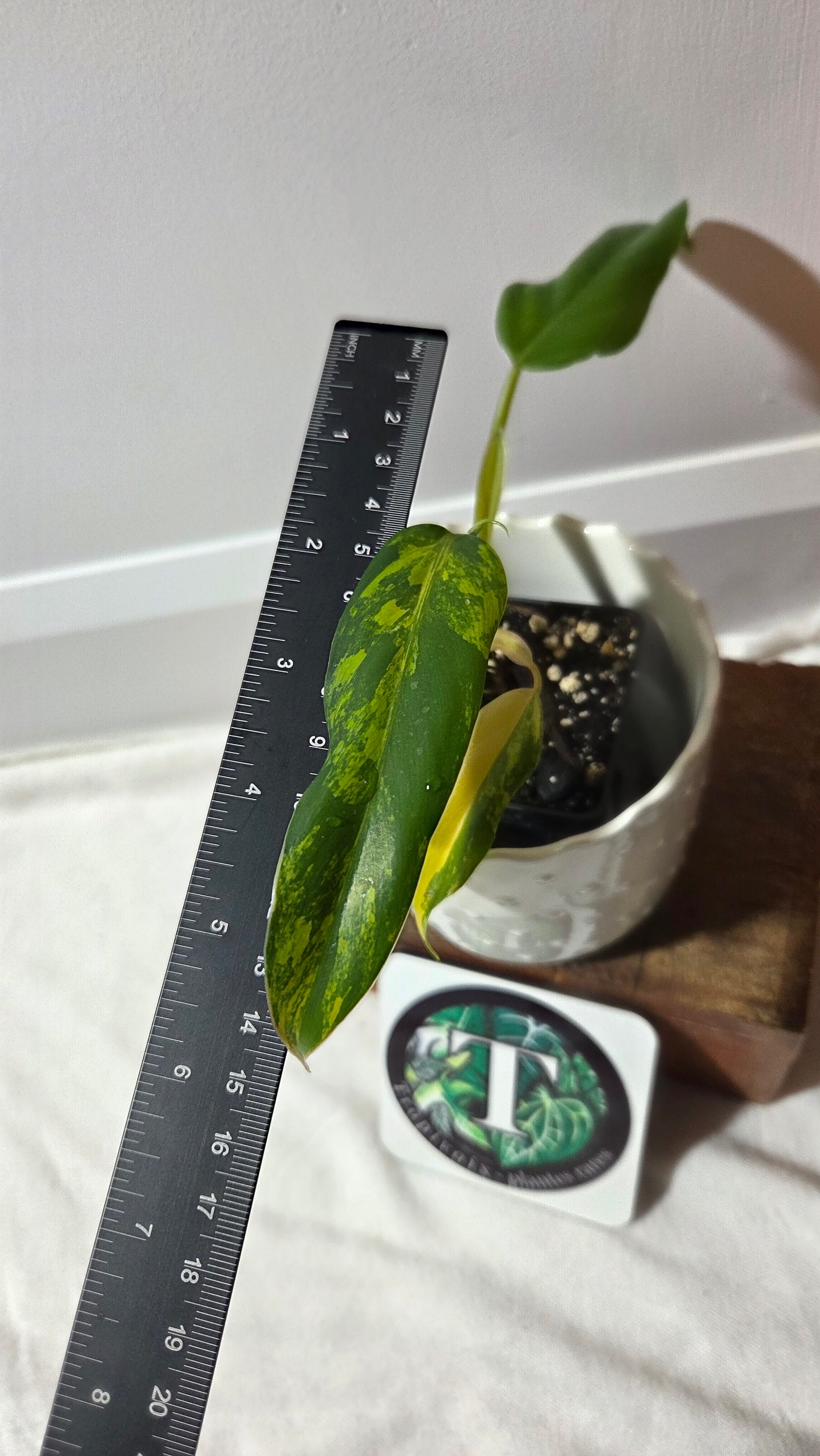 Philodendron Domesticum Variegata (PHI-966)