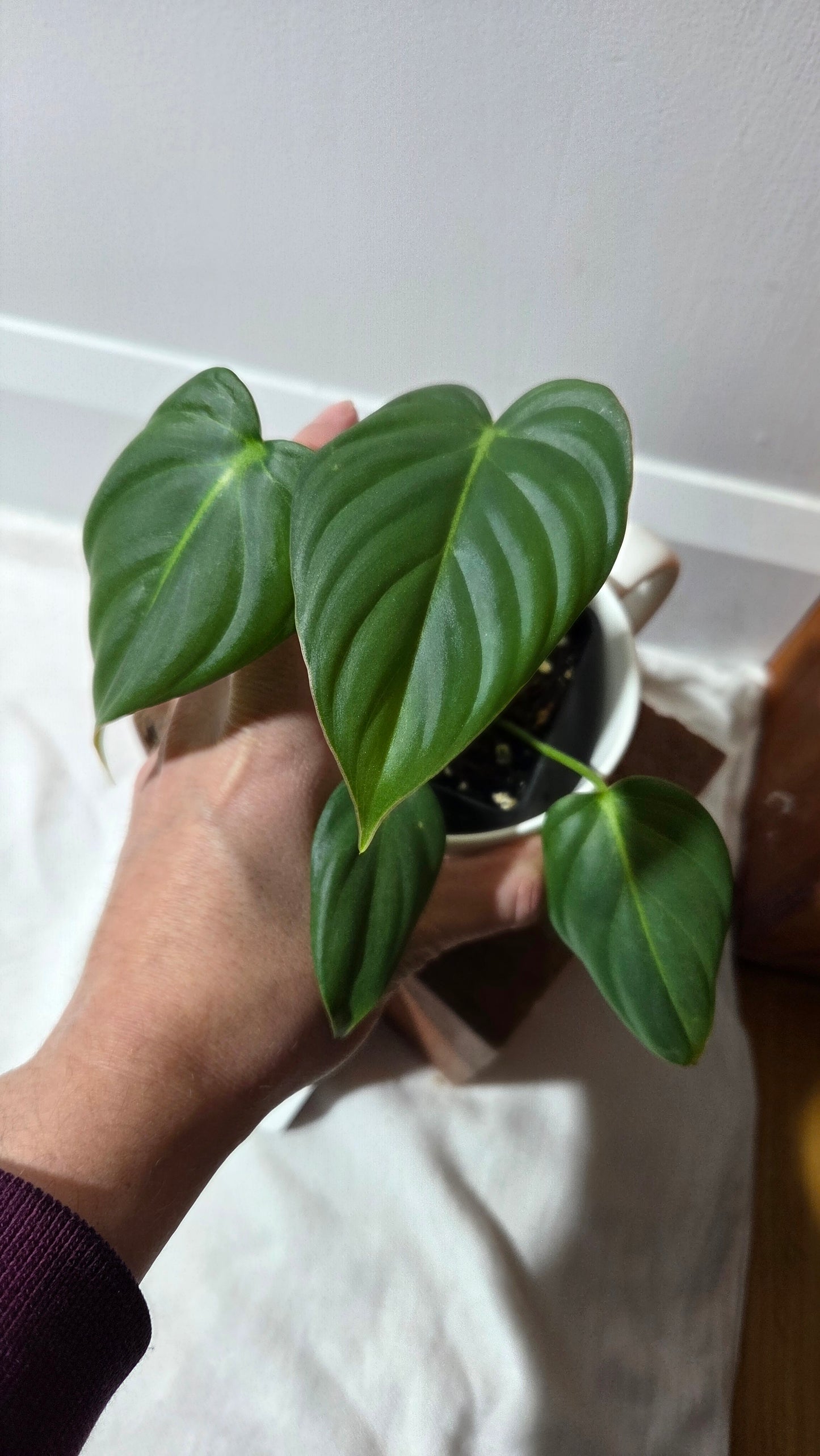 Philodendron Dean McDowell (PHI-1005)