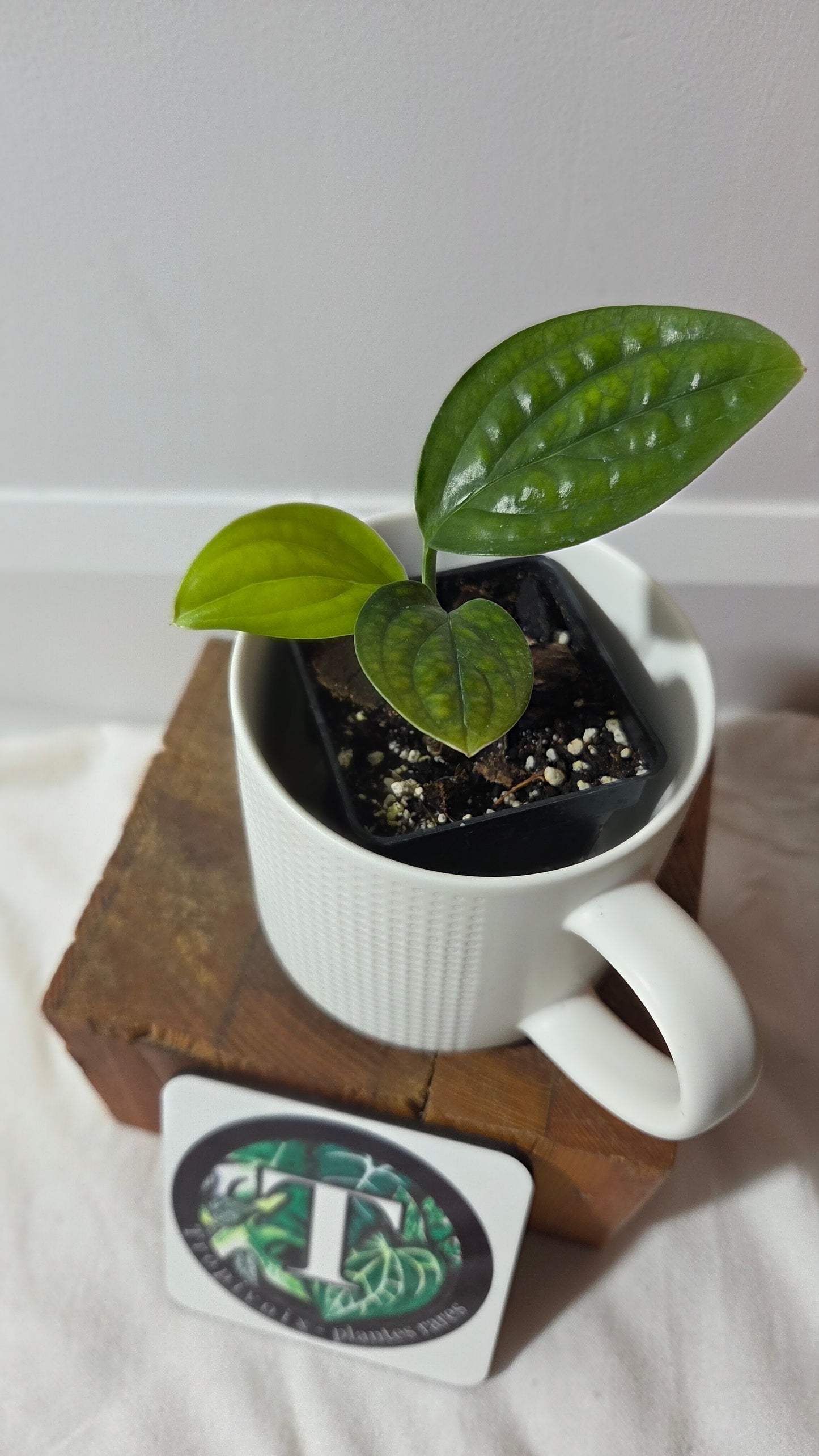 Monstera Karstenianum/Peru Variegata REVERT (MON-502)