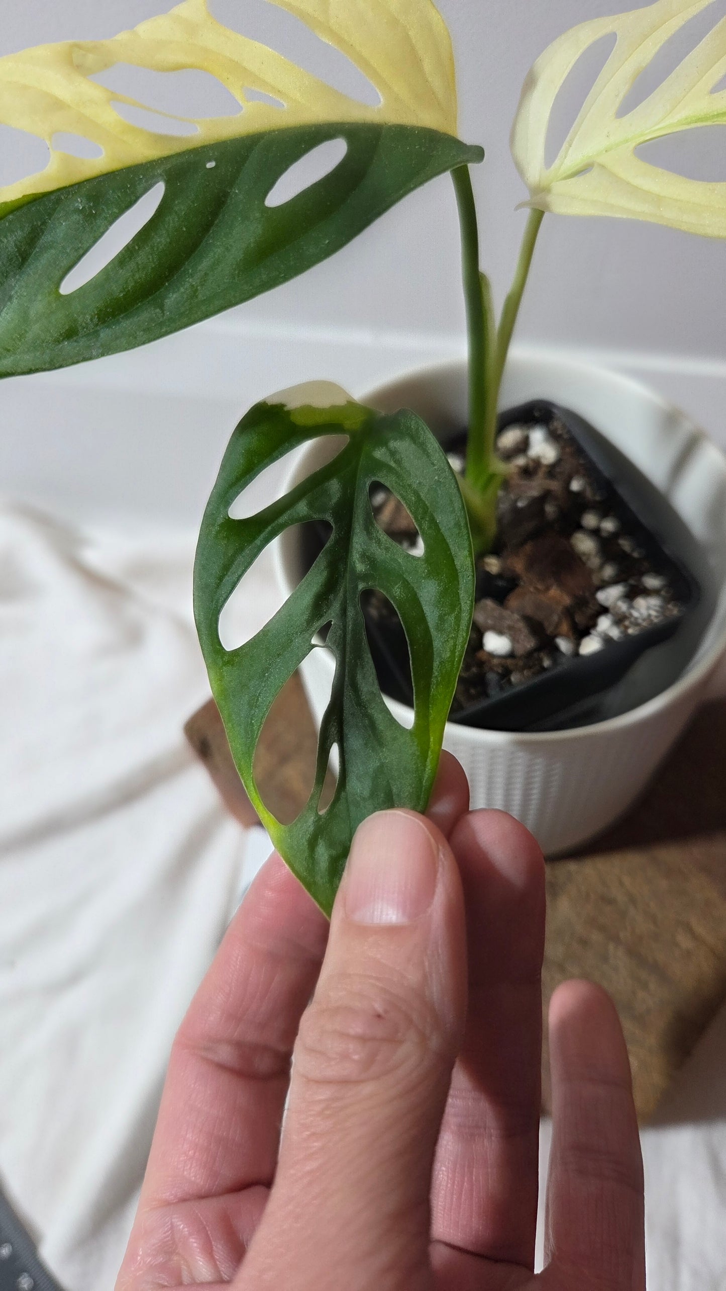 Monstera Andasonii Albo (MON-495)