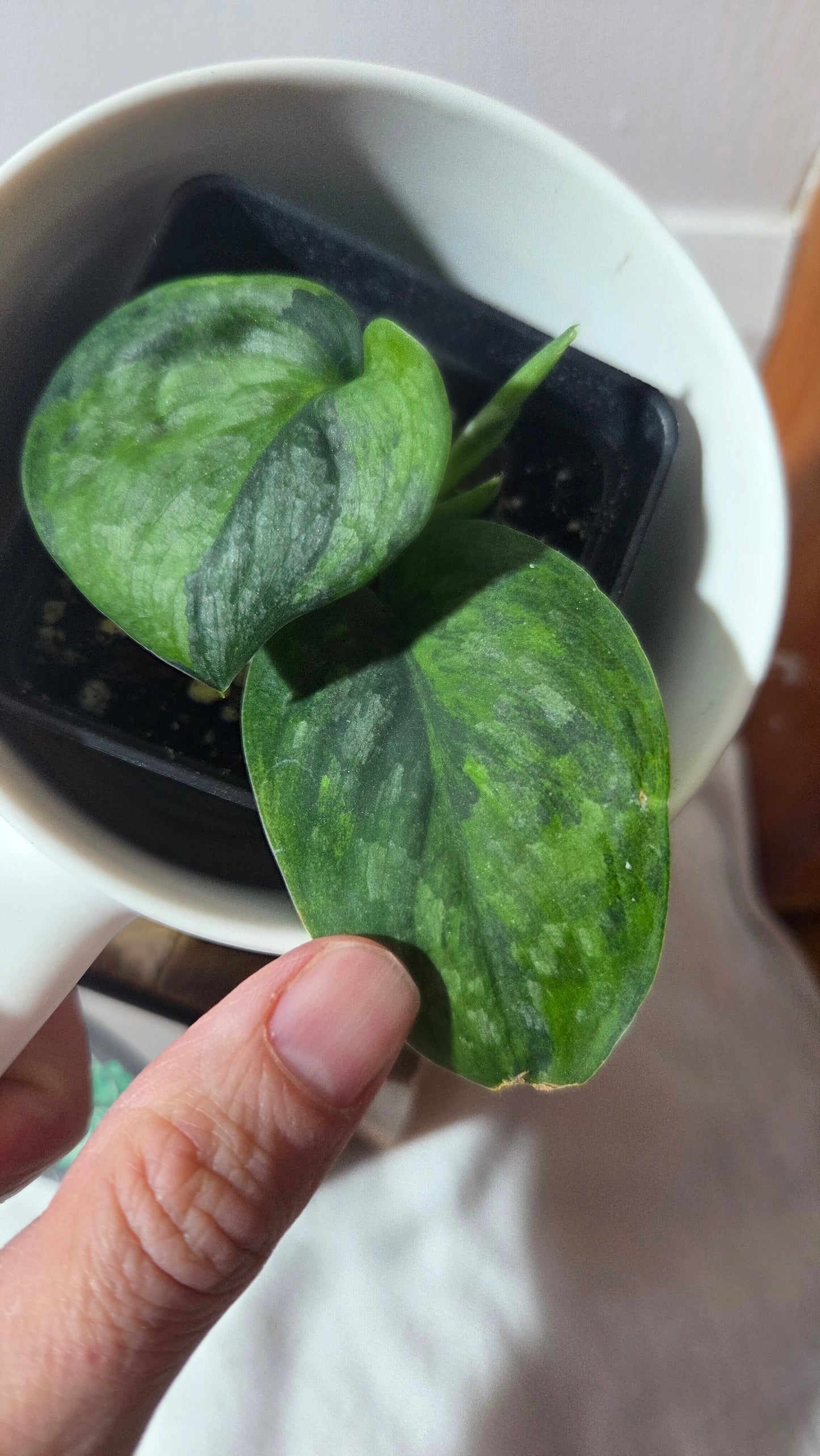 Scindapsus Green Dragon Variegata (SCI-1303)