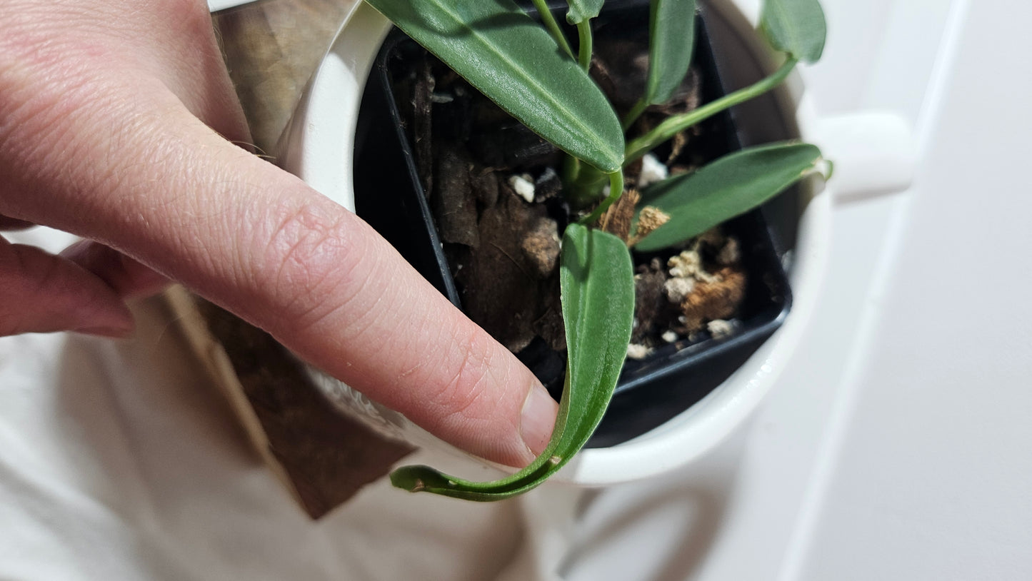 Anthurium Pallidiflorum "format MOYEN"(ANT-194)