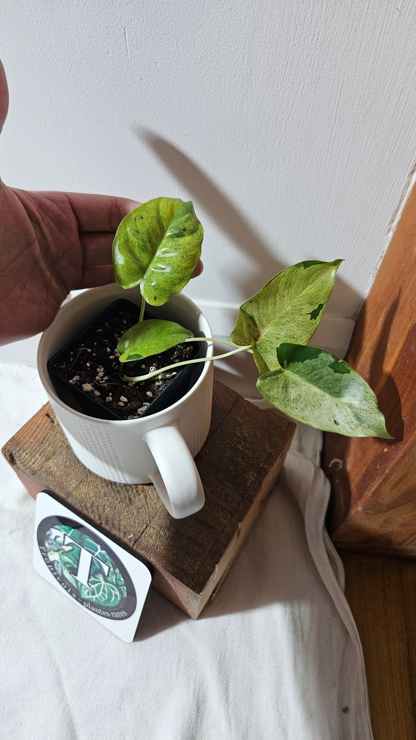 Philodendron BurleMarx Variegata  X Paraiso Verde (PHI-947)