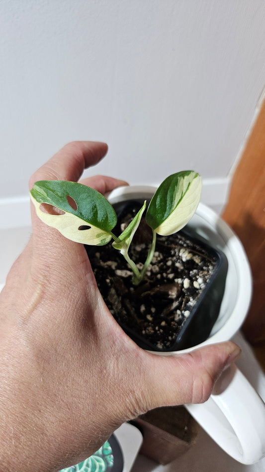 Monstera Andasonii Tricolore (MON-474)