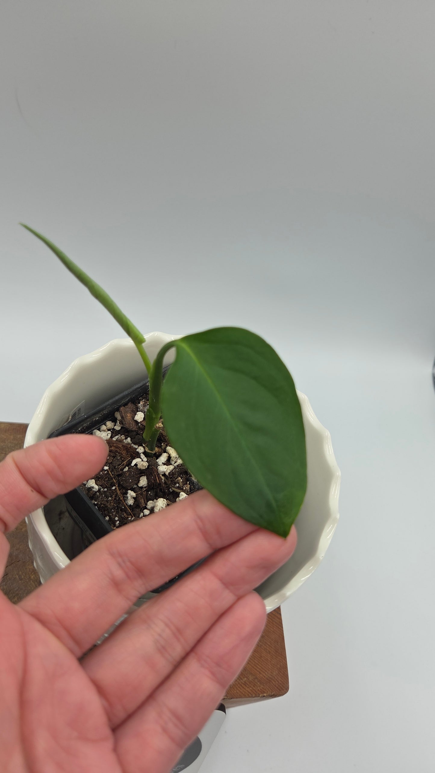 Monstera Obliqua Aff Indanza (MON-555)