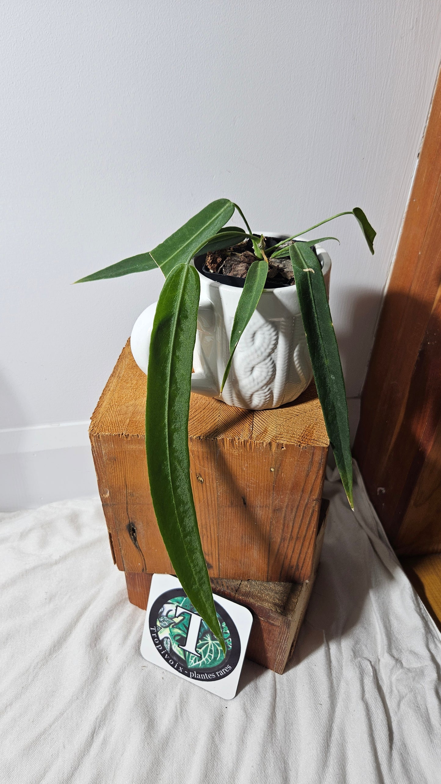 Anthurium Pallidiflorum "format MOYEN"(ANT-196)