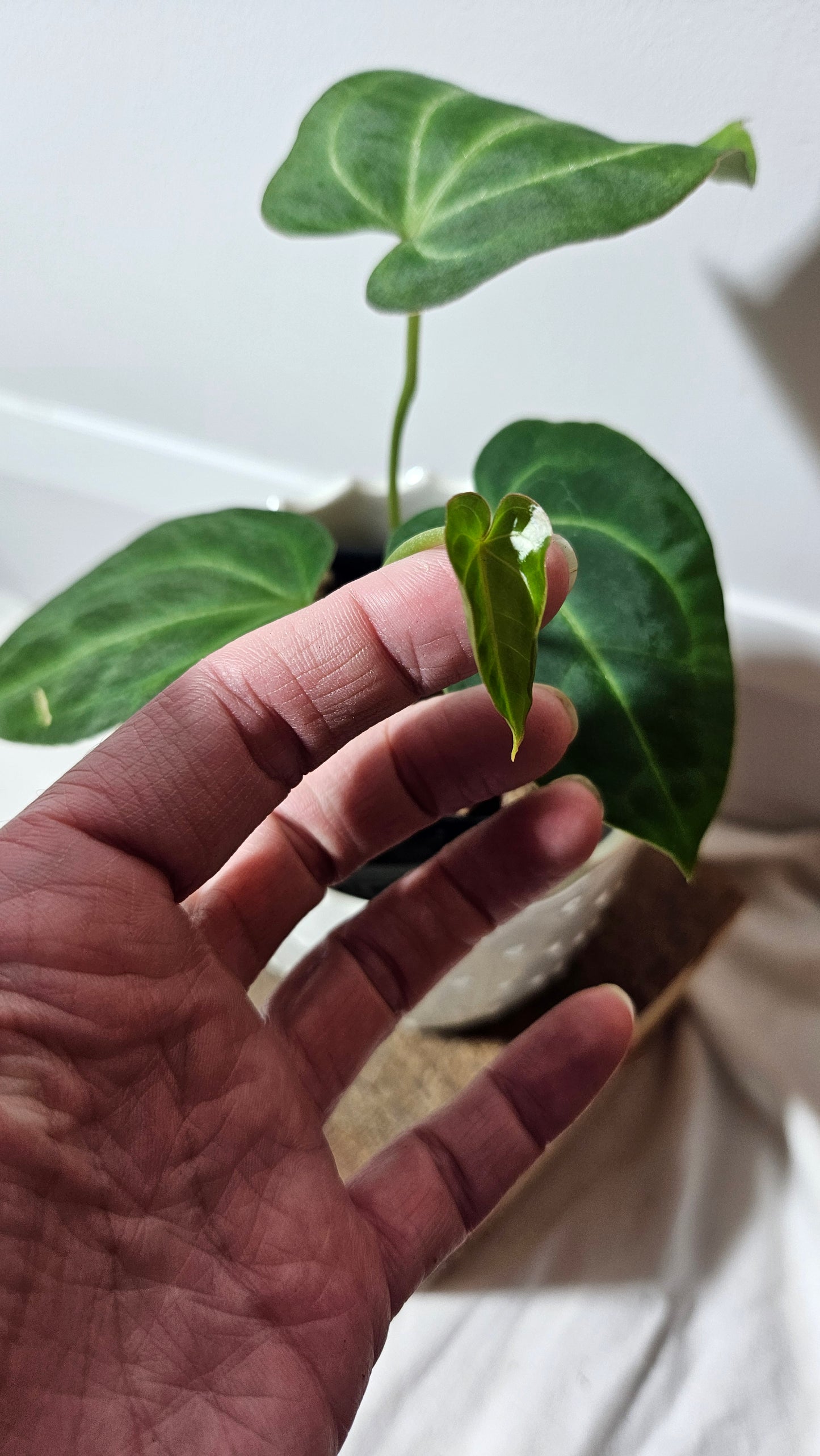 Anthurium Besseae Aff "Format PETIT/MOYEN" (ANT-208)