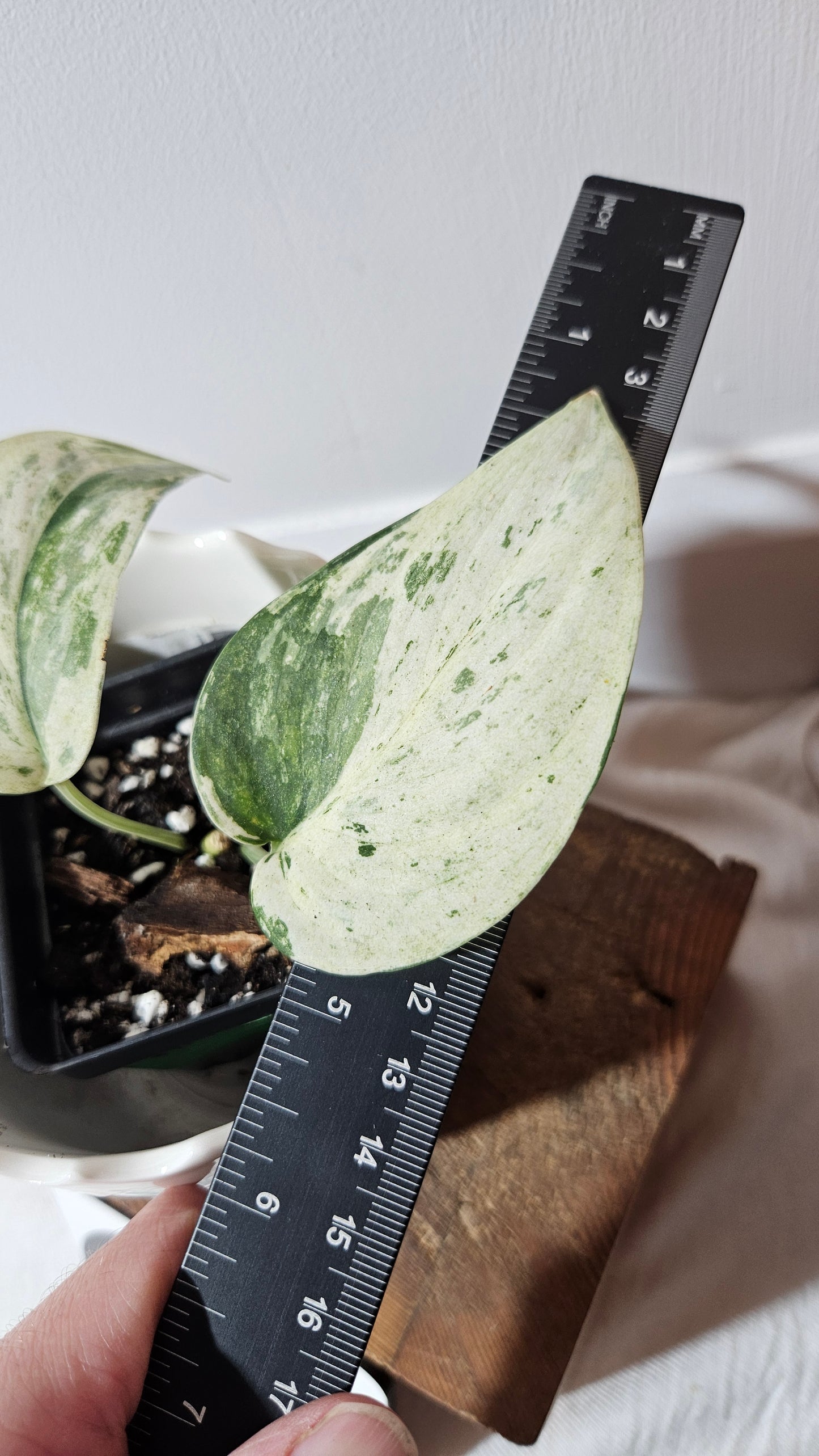 Scindapsus Exotica albo (SCI-1002)