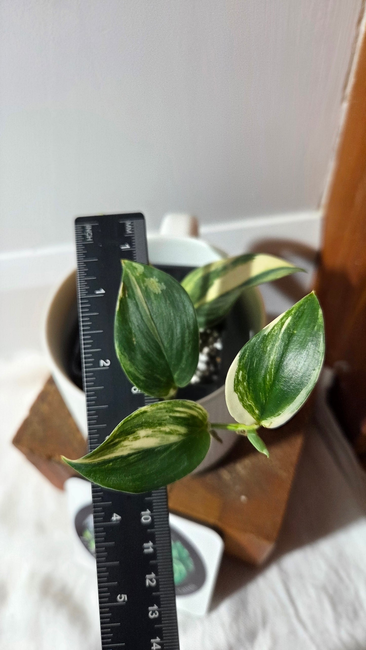 Scindapsus Rubicon (SCI-1351)