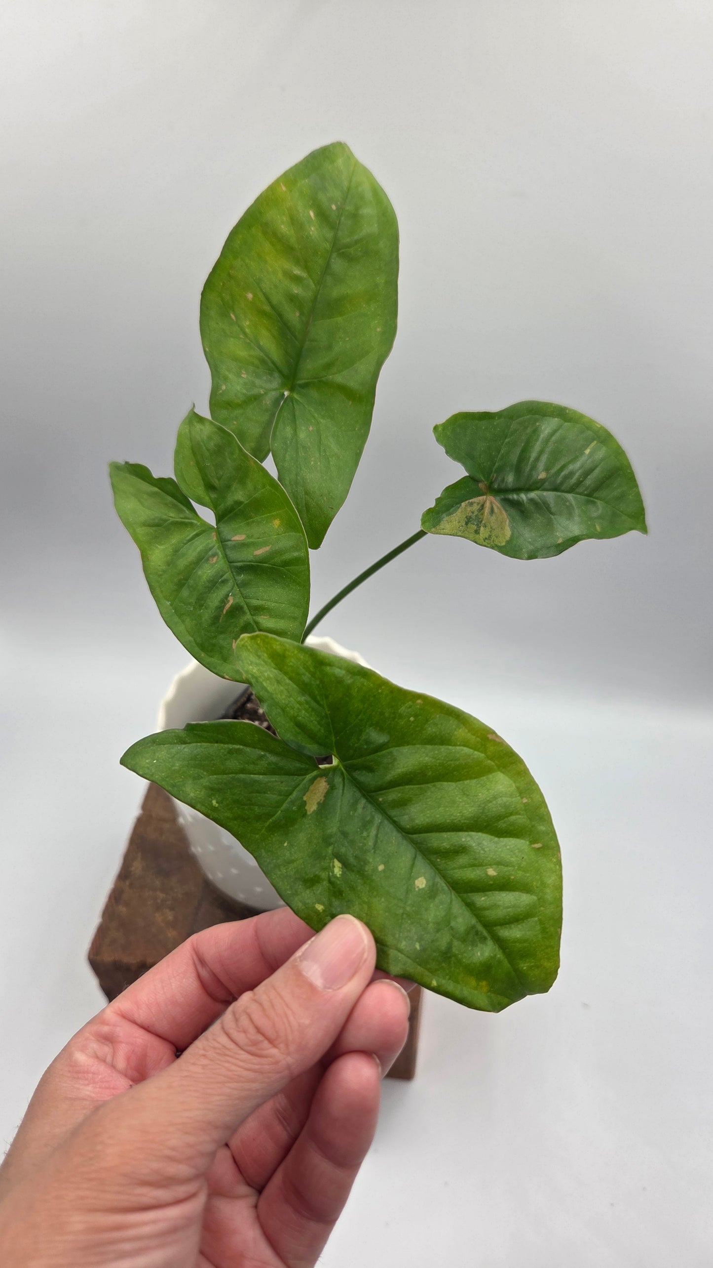 Syngonium Pink Splash Allusion (SYN-505)