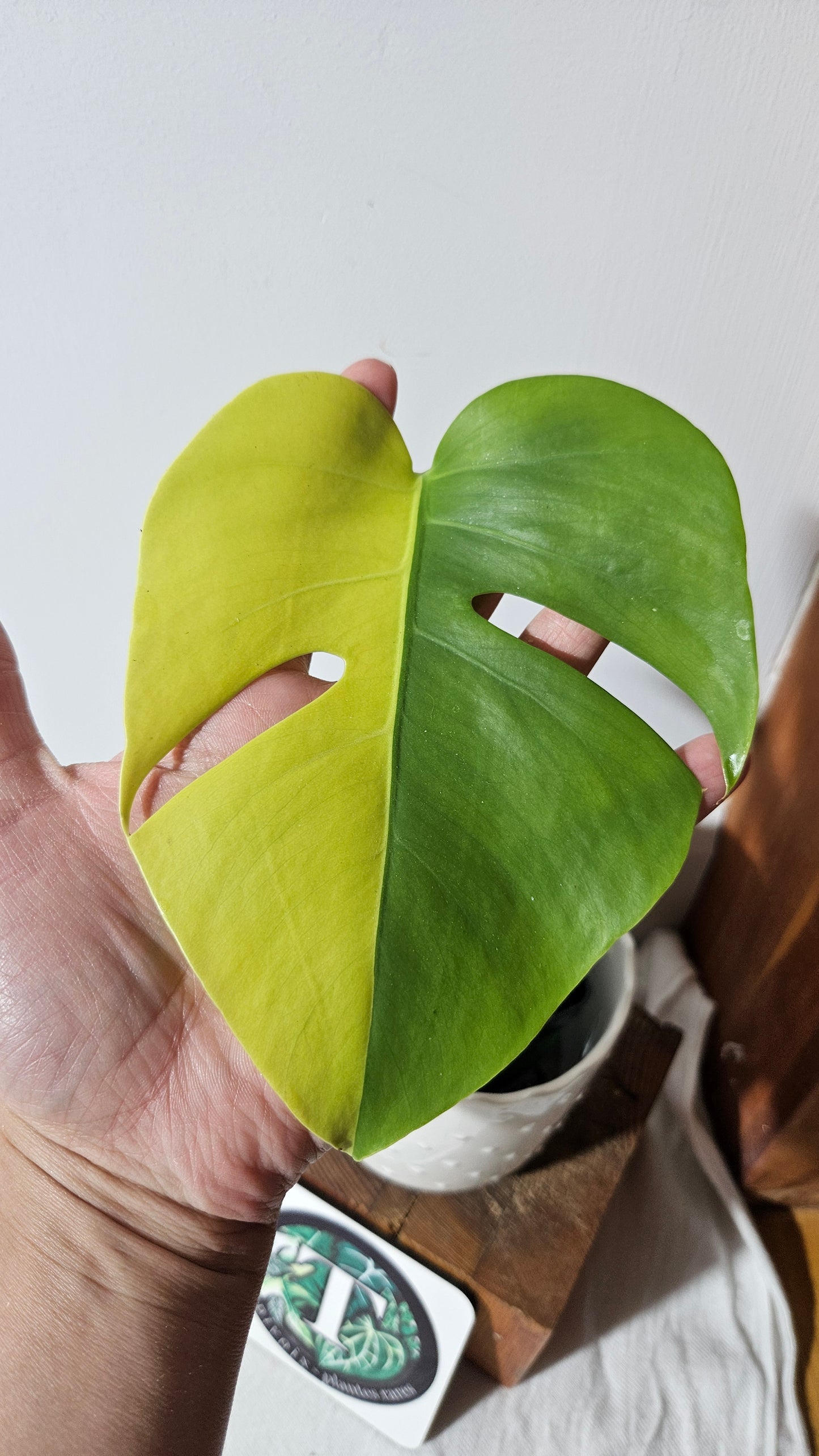Monstera Aurea "half&half"(MON-413)
