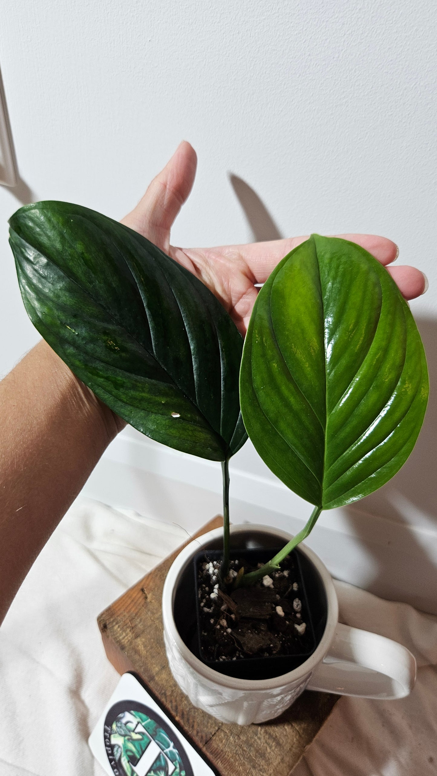 Monstera Obliqua Aff Black Stripes  (MON-236)