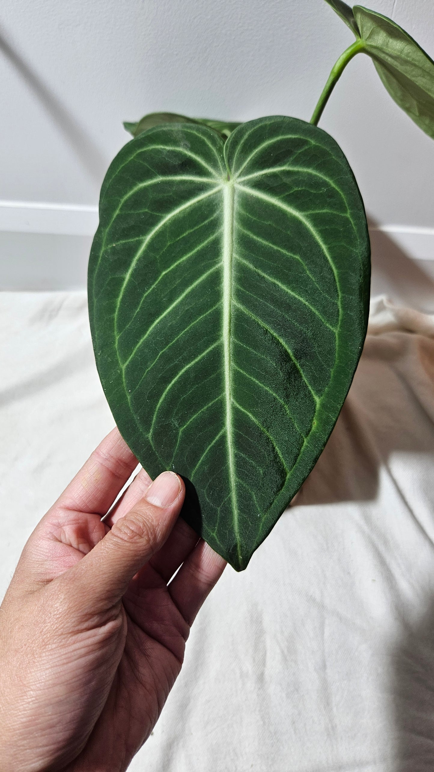 Anthurium Polcachense Aff "format LARGE"(ANT-152)