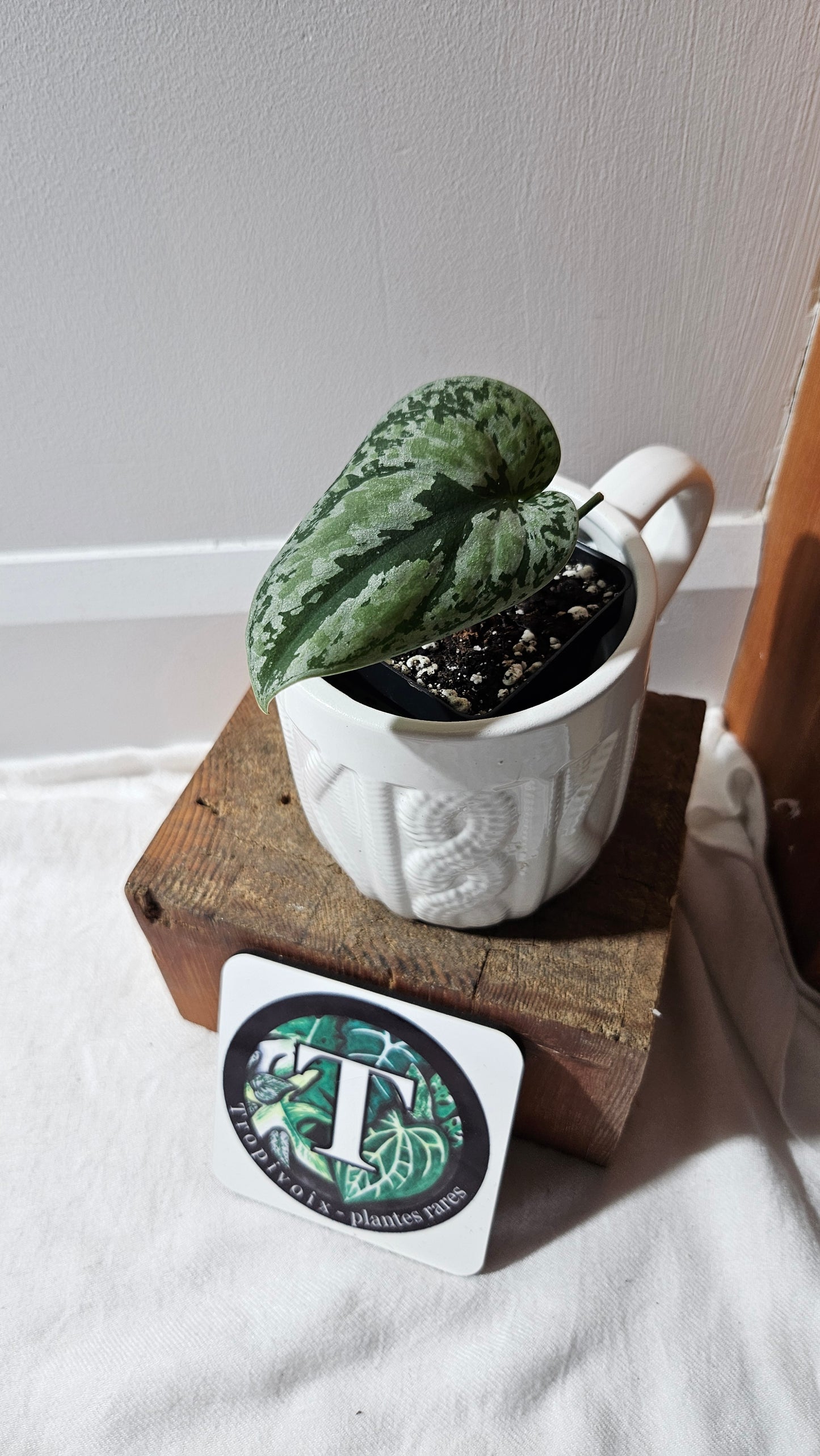 Scindapsus Tricolore silver Platinum (SCI-1120)