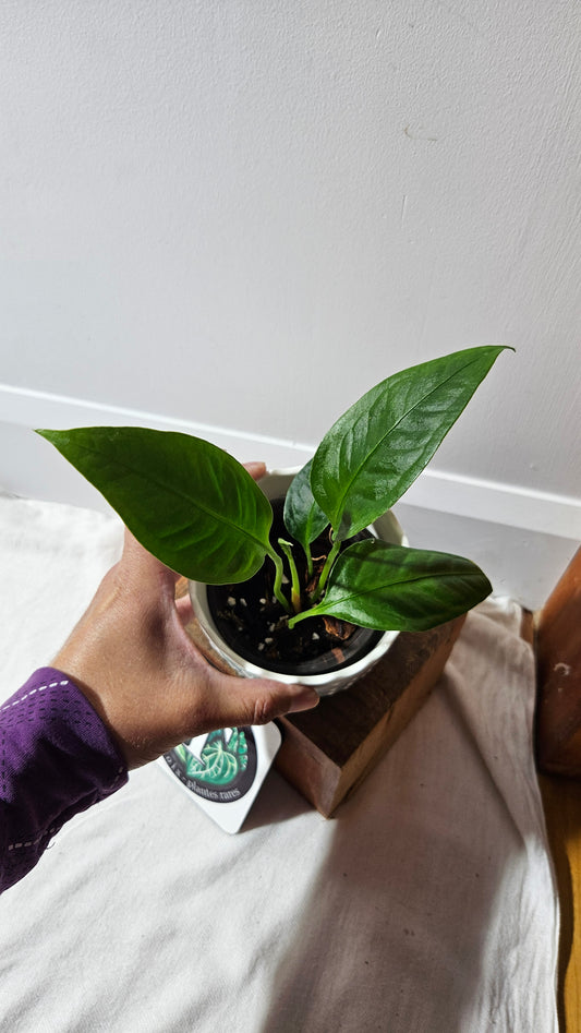 Anthurium Palaquense "format PETIT" (ANT-484)