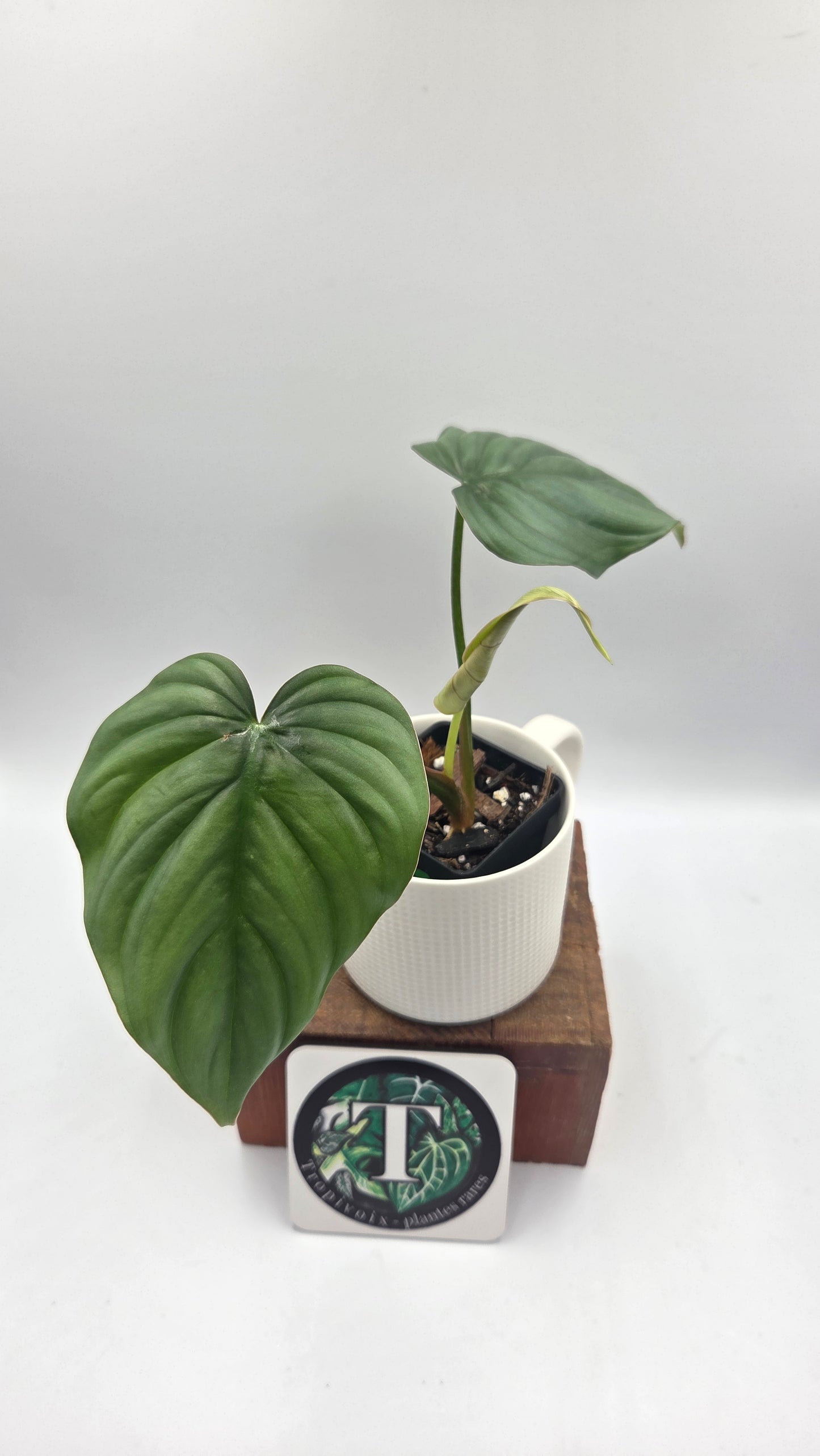 Philodendron Aff Colombia Platinum (PHI-1071)