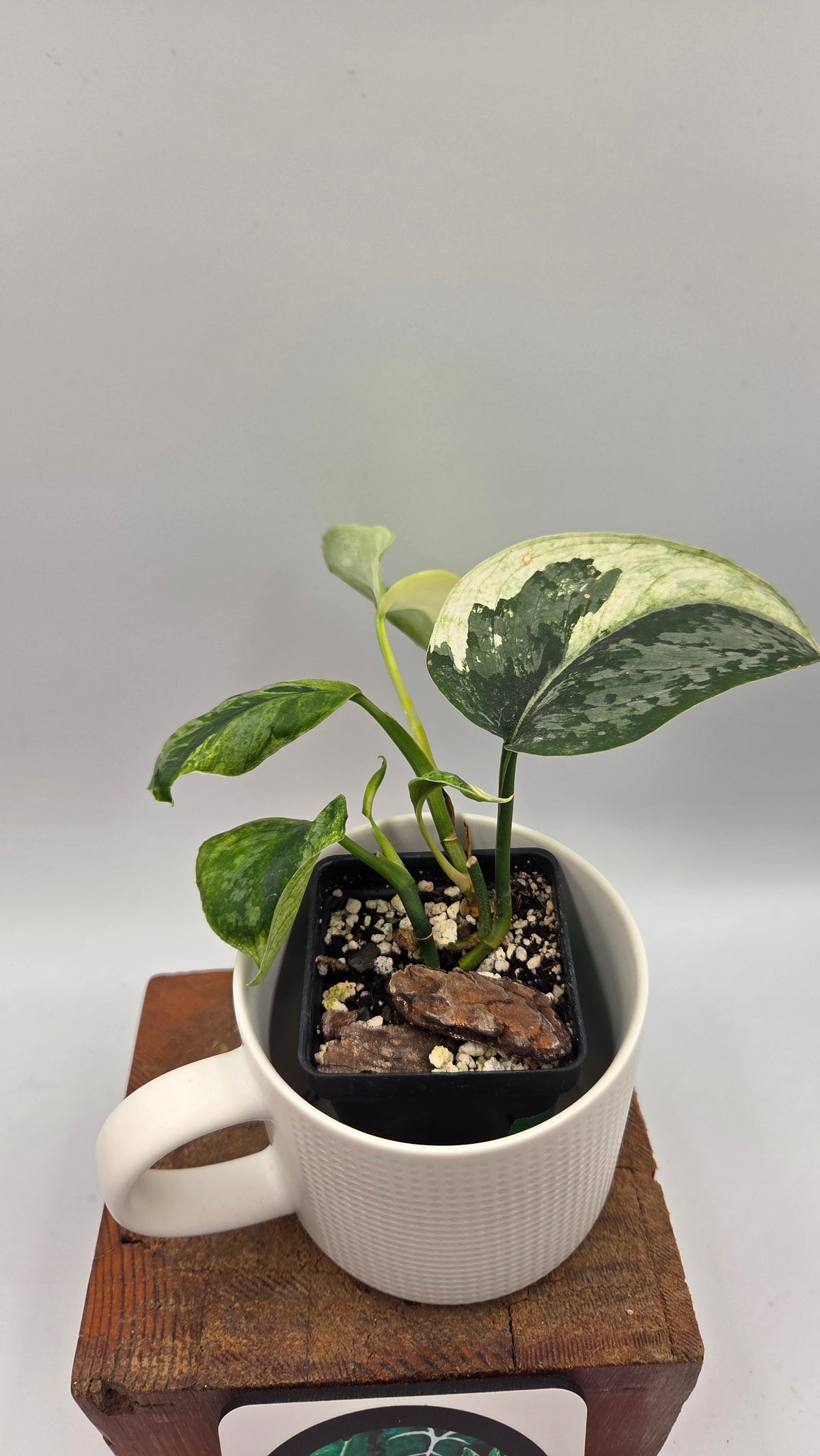 Scindapsus Kencana (SCI-1168)