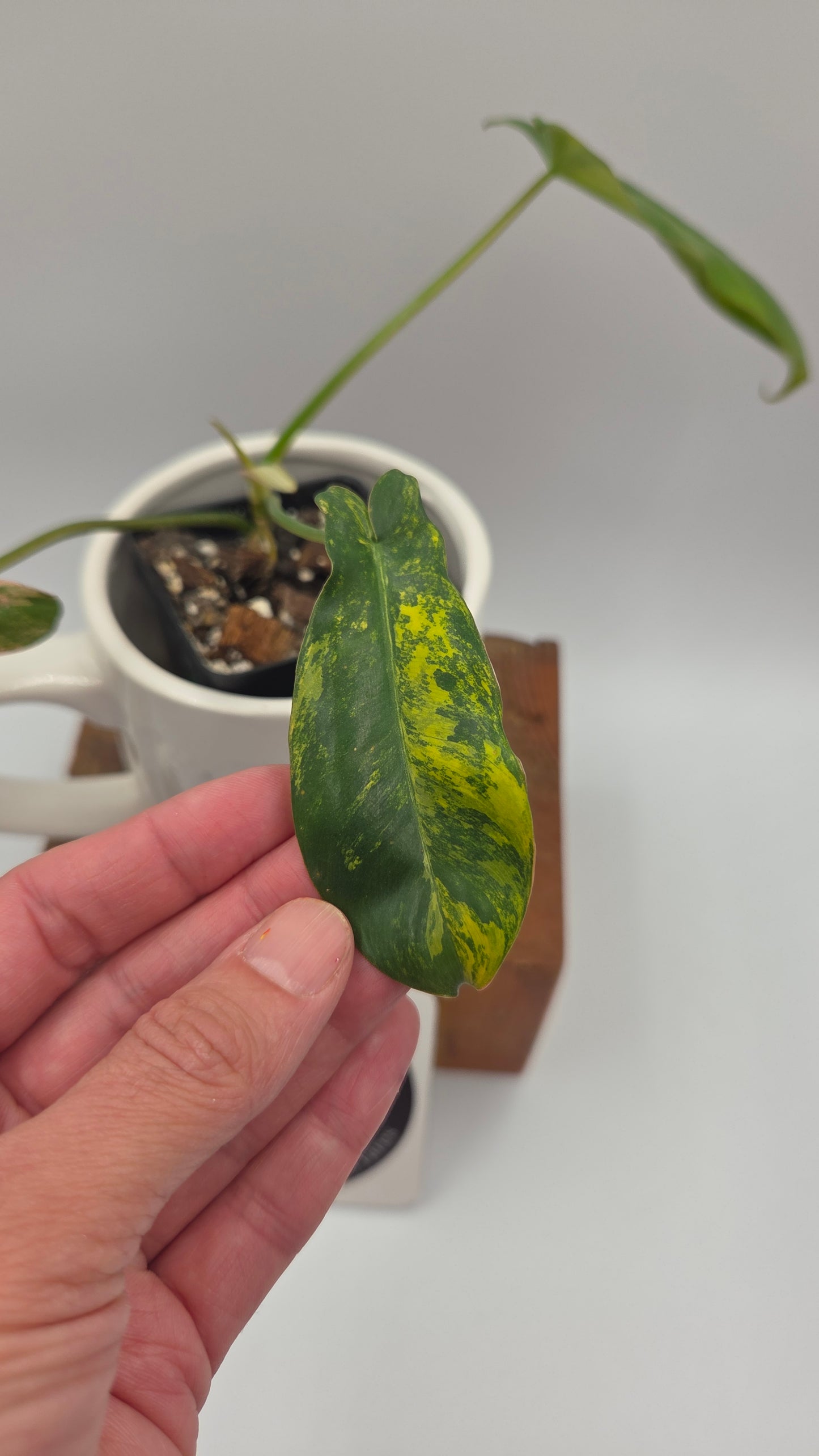 Philodendron Paradise Beauty (FloridaBeautyXParaiso Verde)(PHI-1022)
