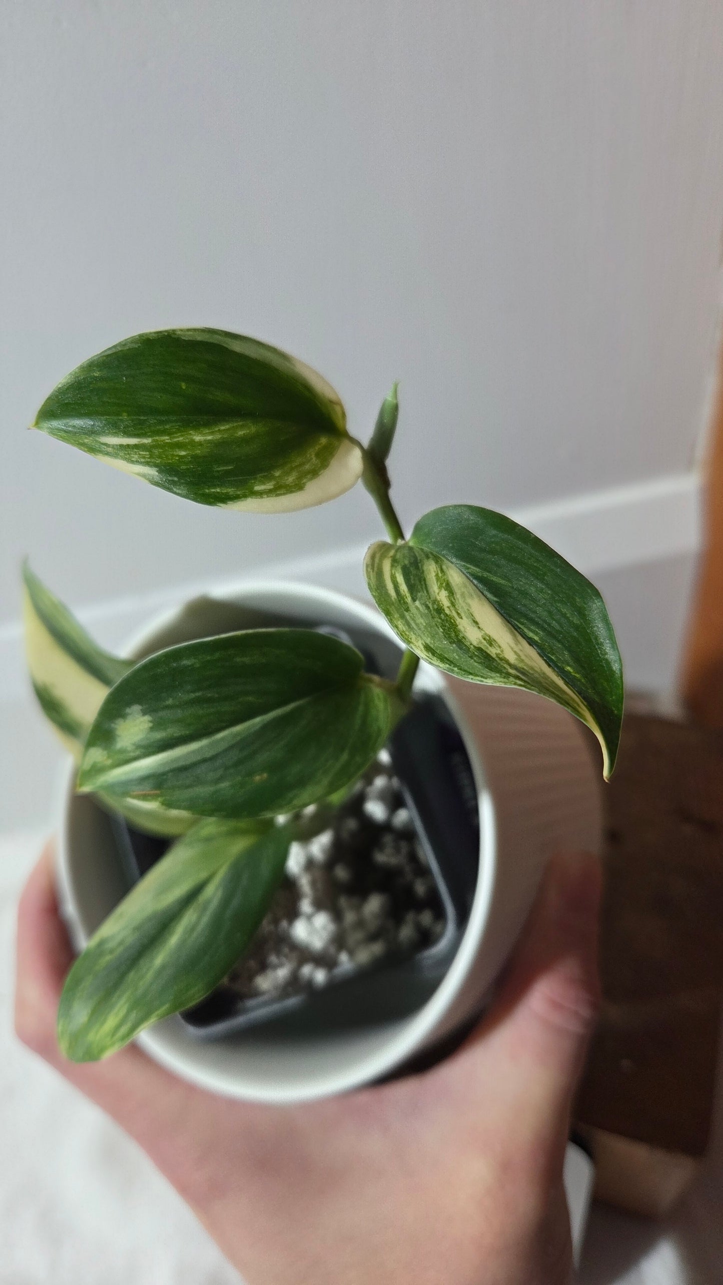 Scindapsus Rubicon (SCI-1351)