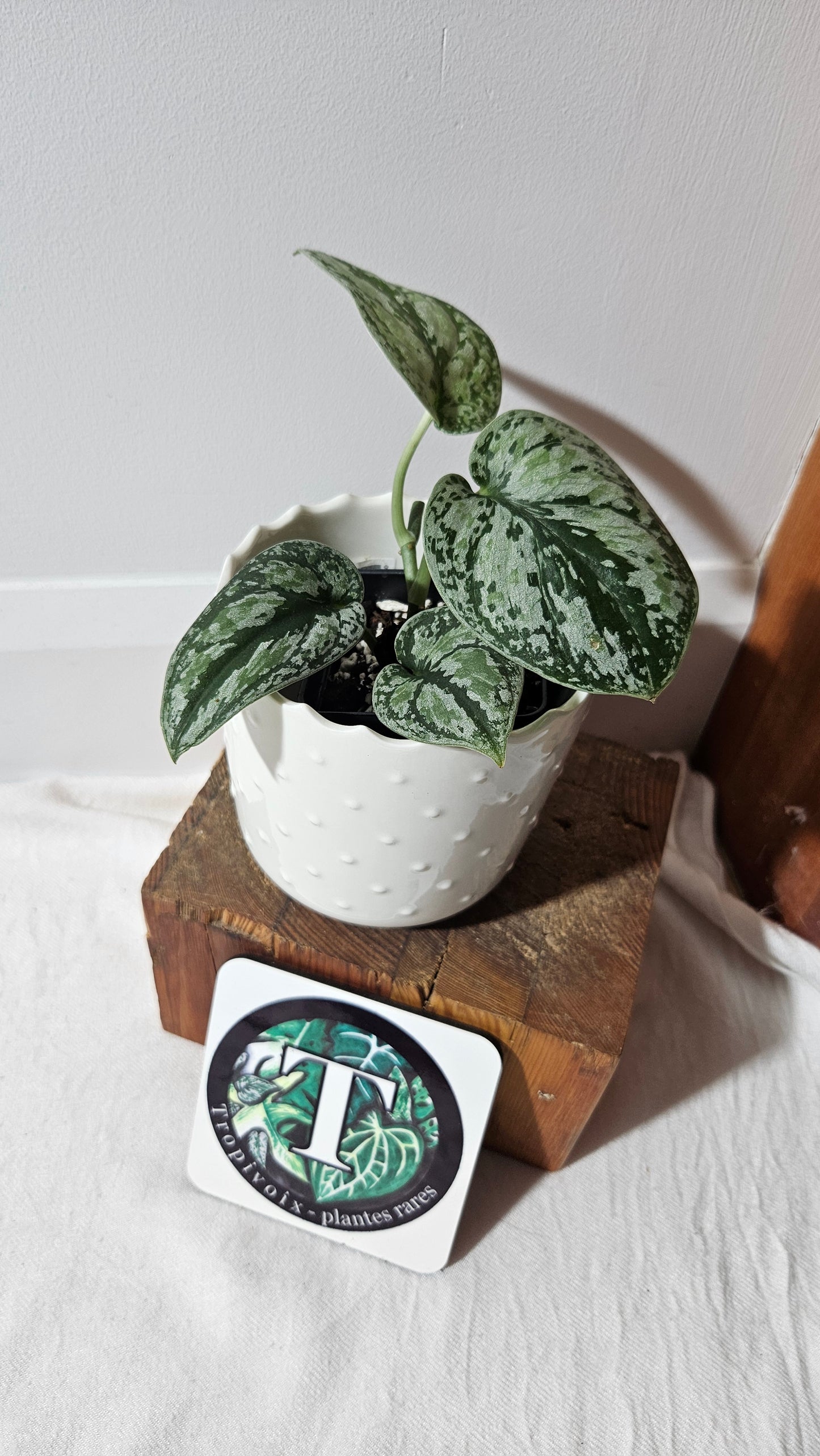 Scindapsus Tricolore silver Platinum (SCI-994)