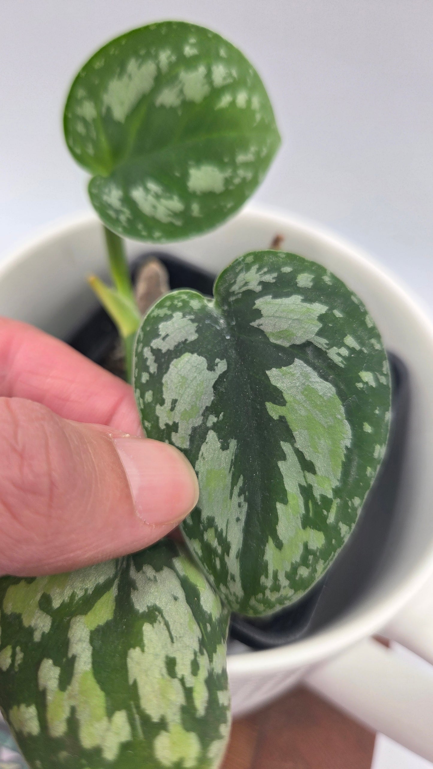Scindapsus Tricolor Dark Form (SCI-1484)