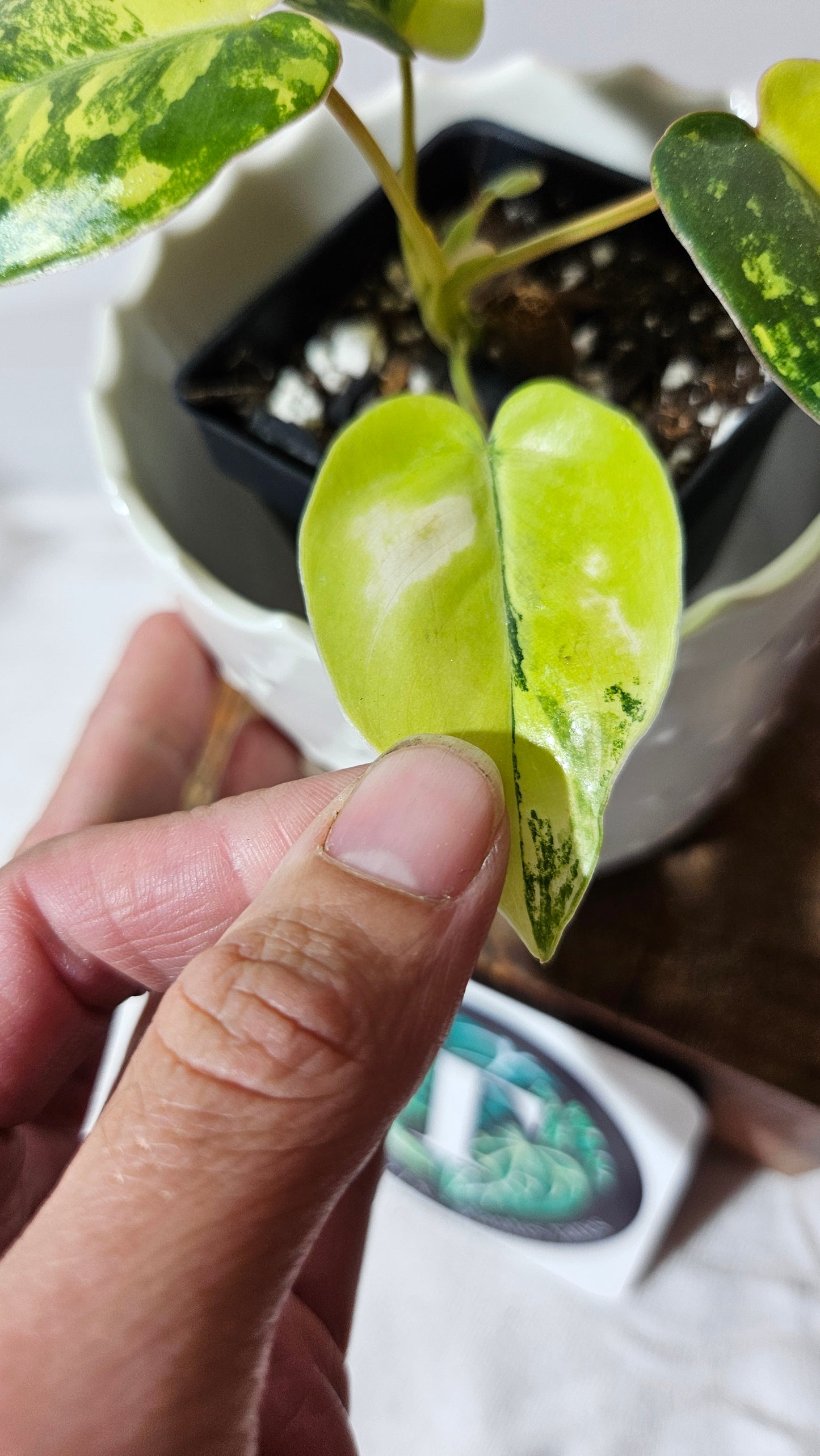 Philodendron Burlemarx Variegata (PHI-572)