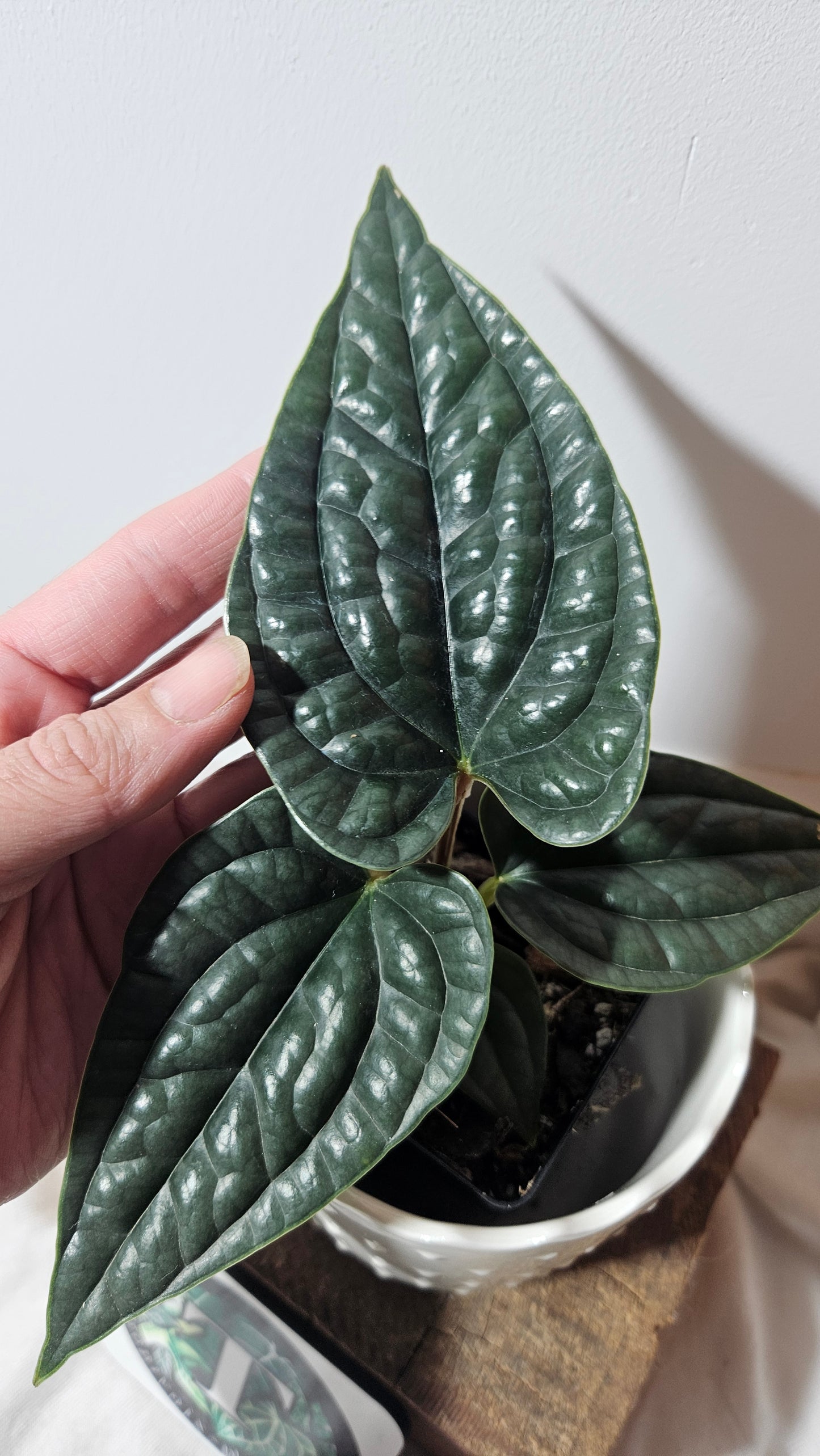 Anthurium Luxurians "format PETIT/MOYEN" (ANT-223)