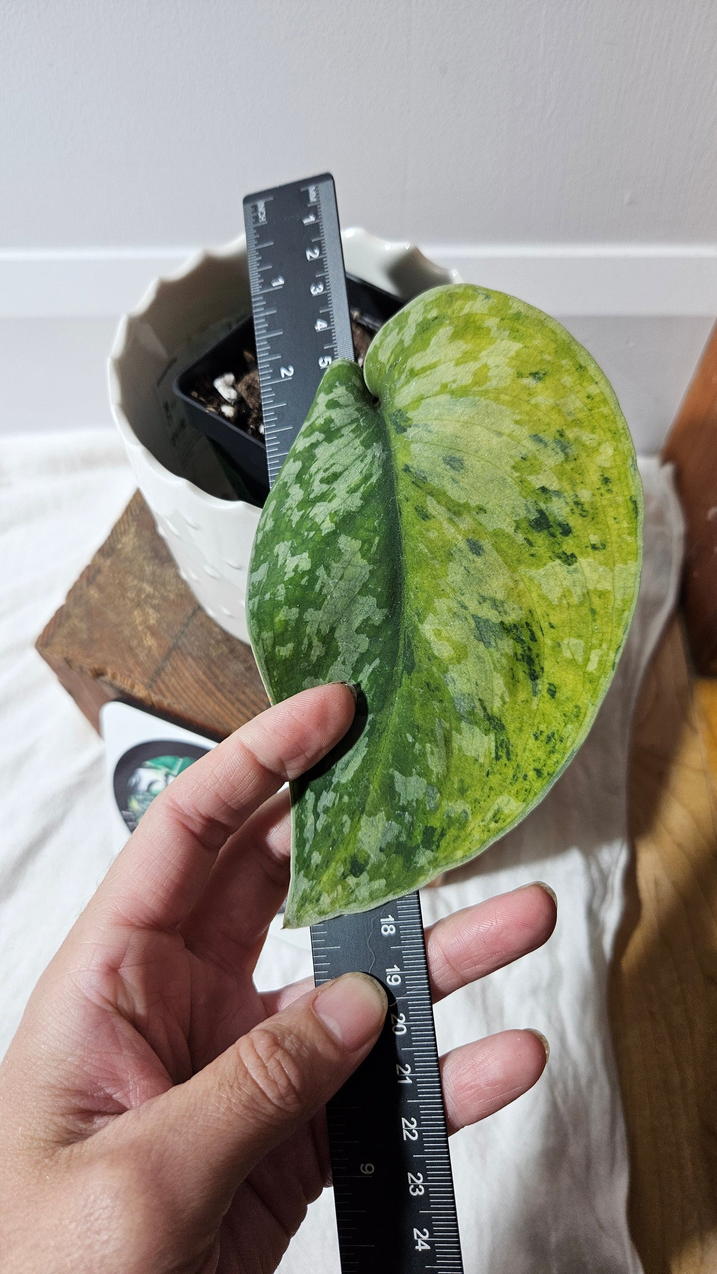 Scindapsus Medallion (SCI-1339)