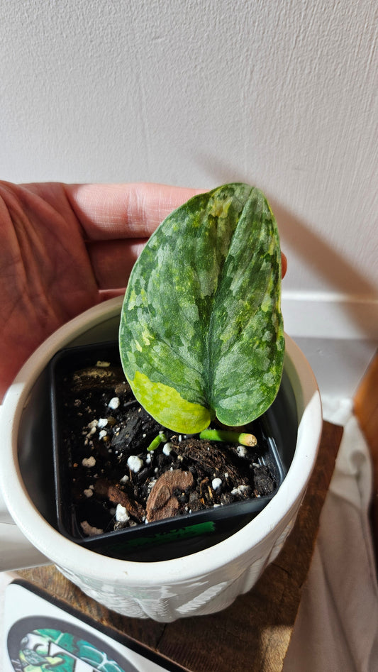 Scindapsus Léopard Variegata (SCI-1127)