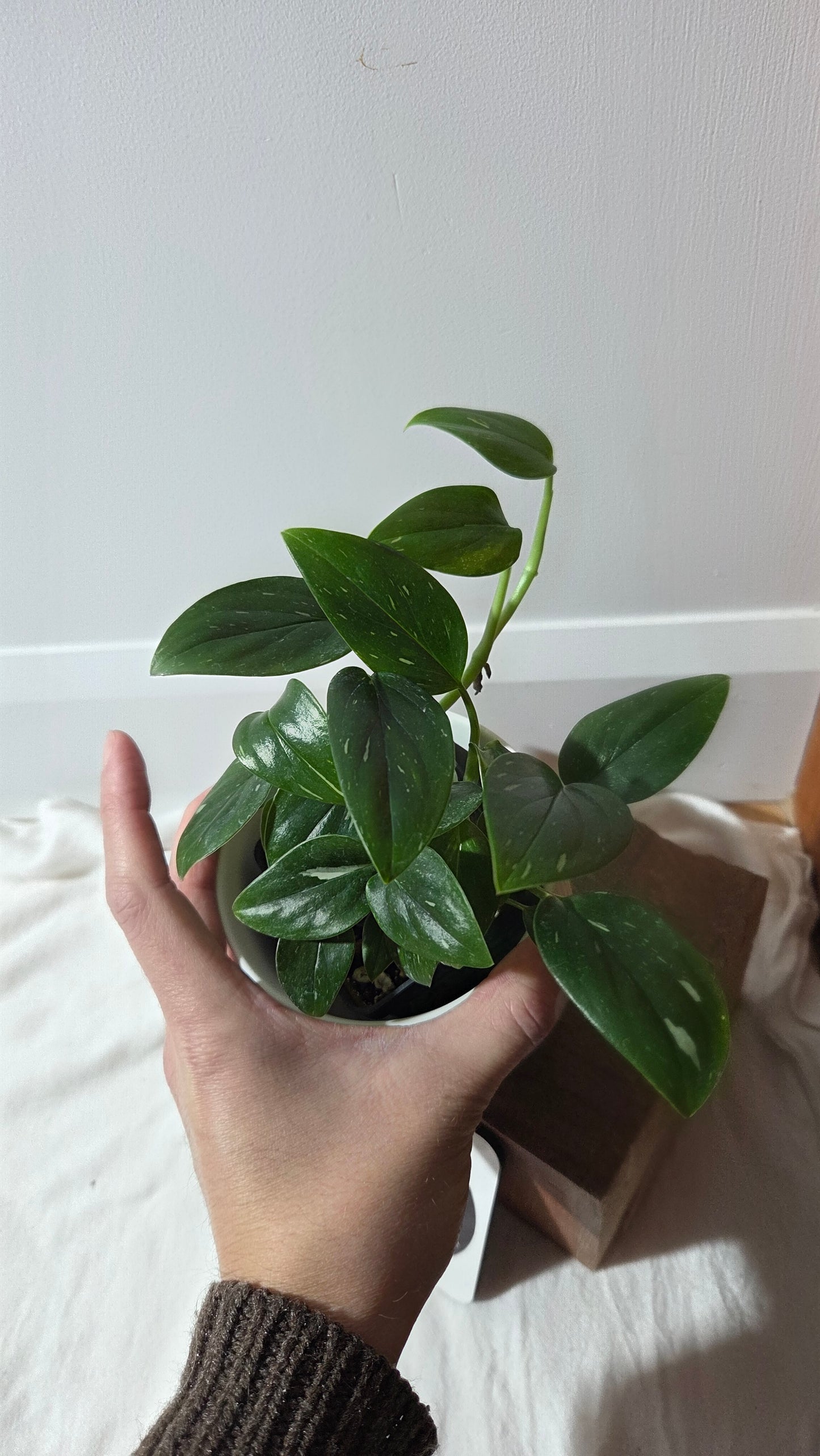 Monstera Standleyana Albo (MON-212)