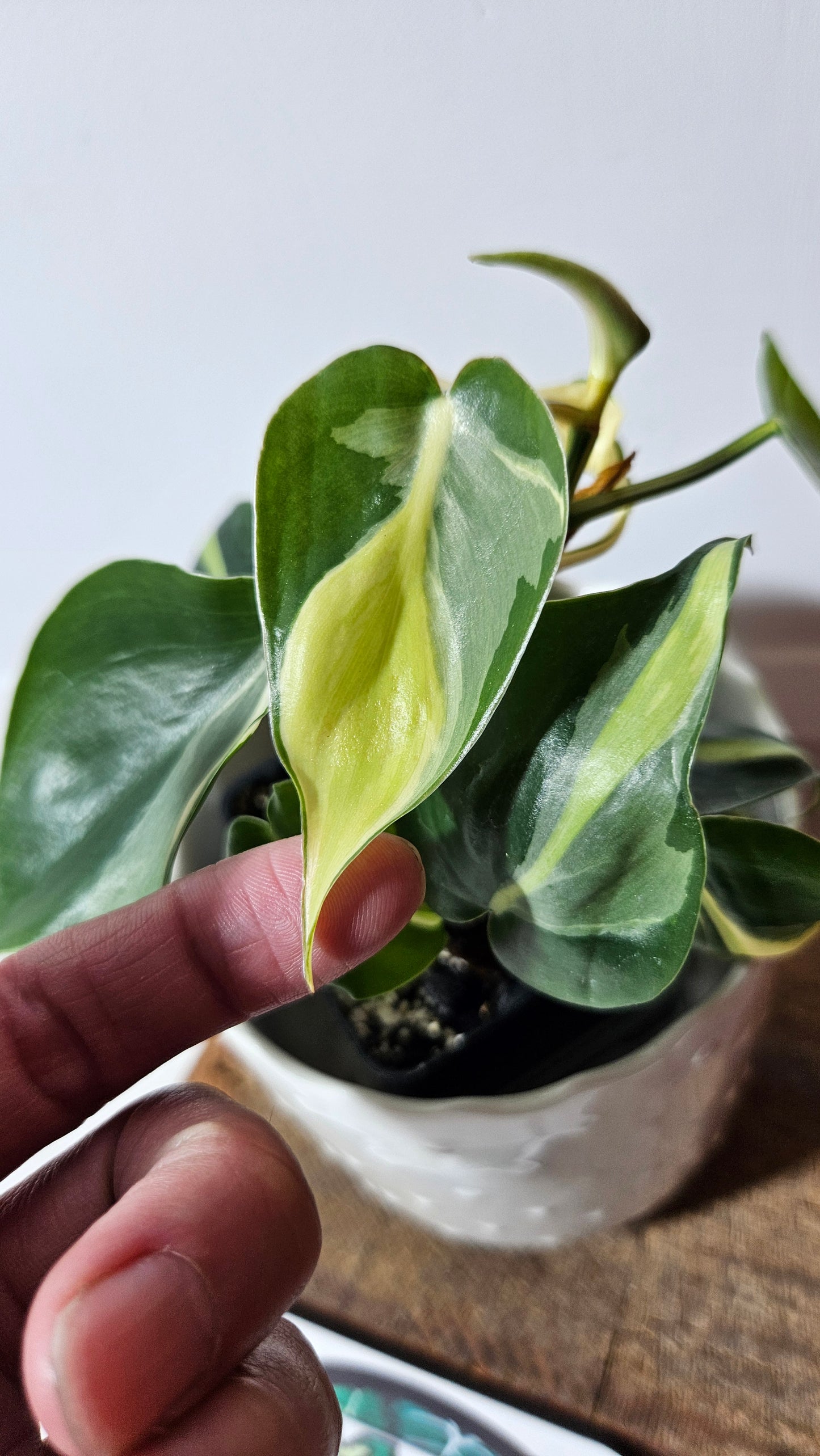 Philodendron Hederaceum Silver Stripe (PHI-733)