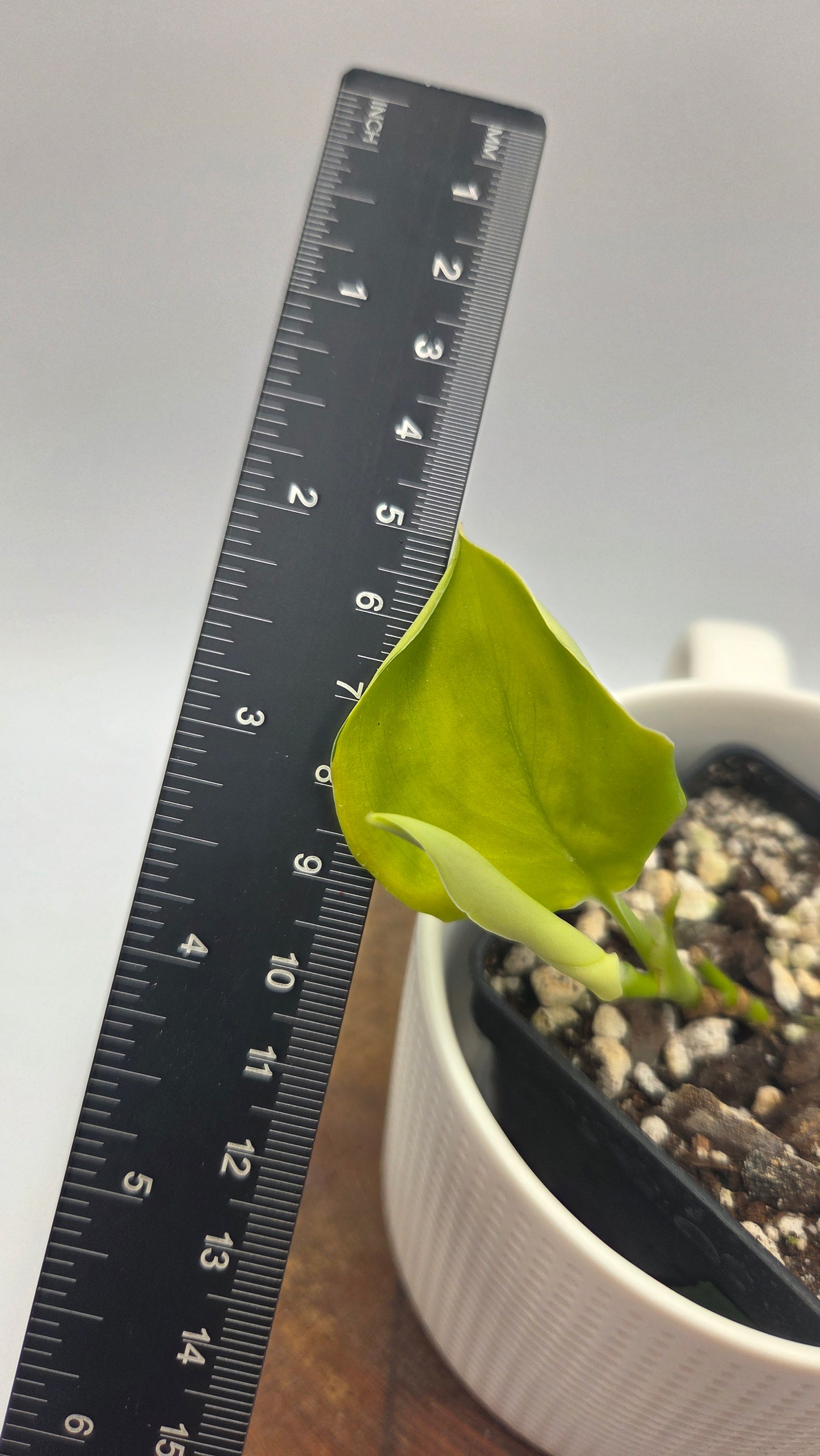 Scindapsus Moonlight Lemon (SCI-1488)