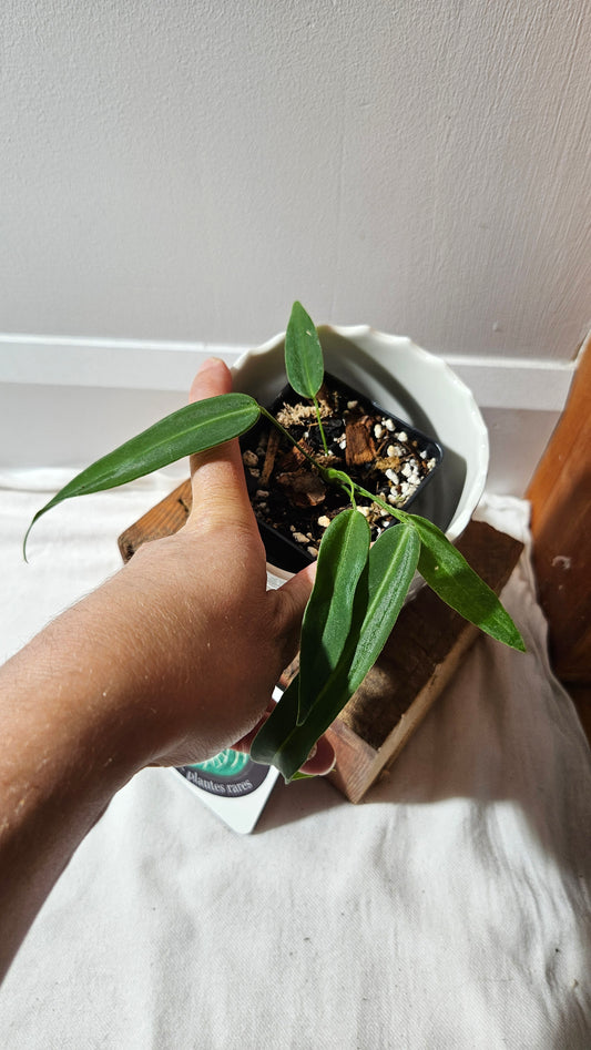 Anthurium Pallidiflorum Super Black "format PETIT"(ANT-450)