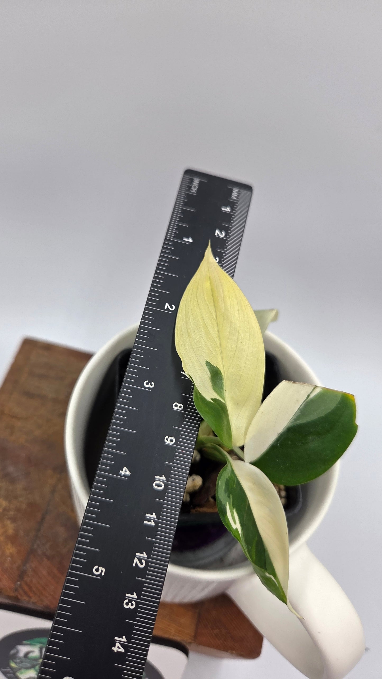 Scindapsus Blue Albo (SCI-1456)