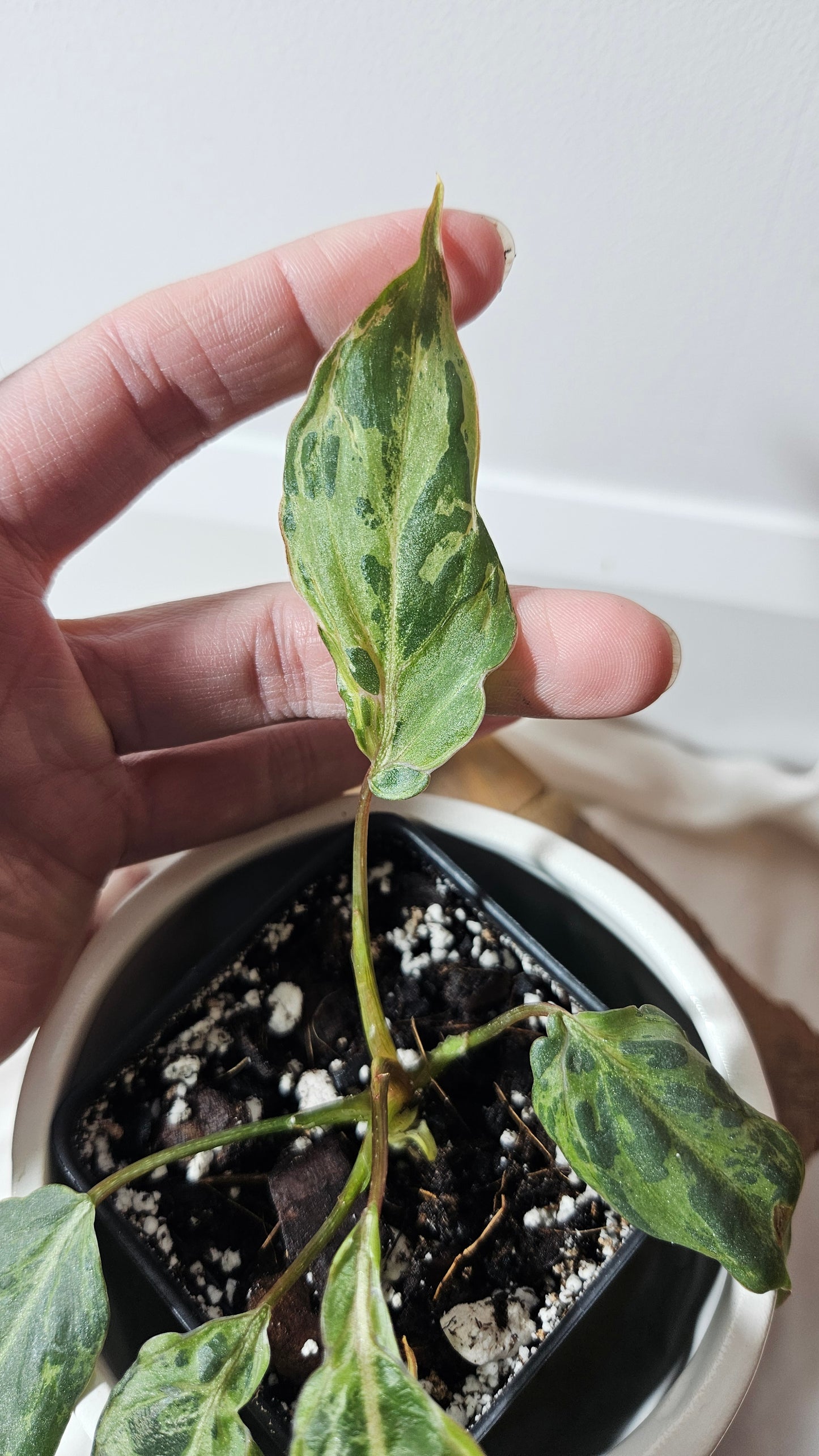 Philodendron Gloriosum "Snow leopard" (PHI-610)