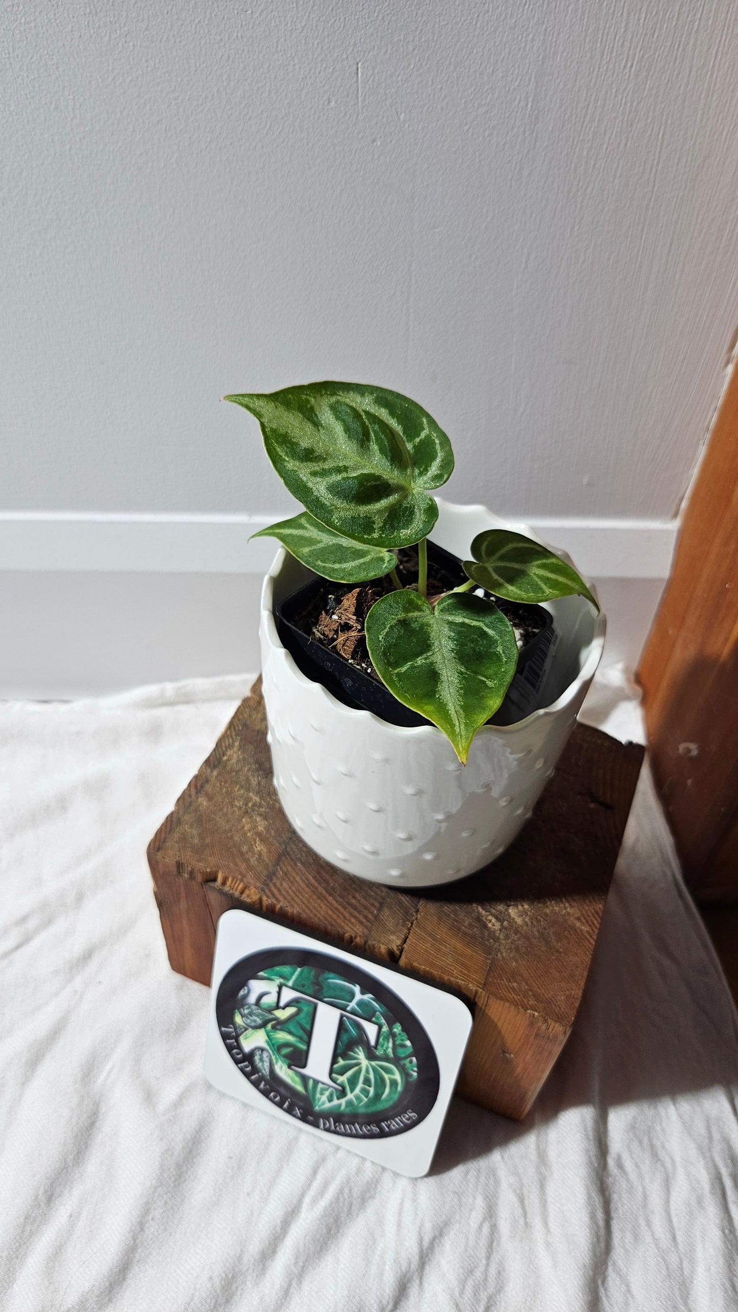 Anthurium Dorayaki Silver "format PETIT"( ANT-571)