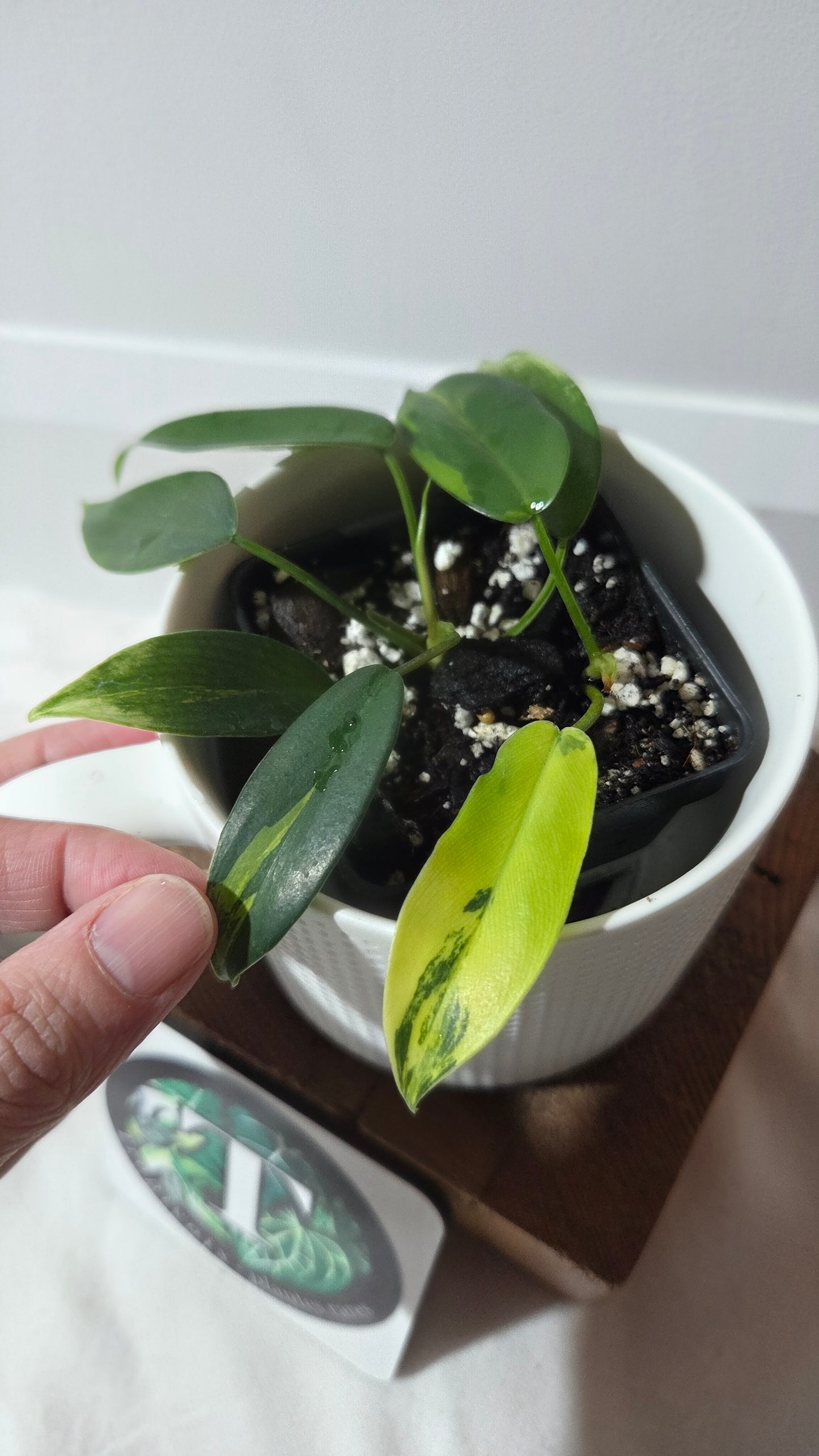 Philodendron Florida Beauty (PHI-1015)