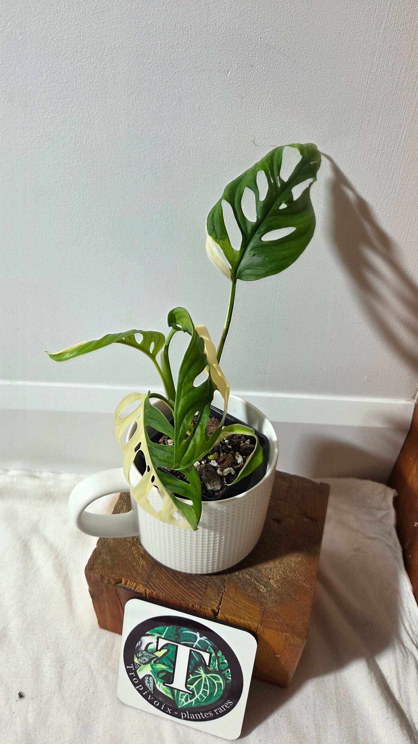 Monstera Andasonii Albo/ Génétique Half&Half (MON-508)