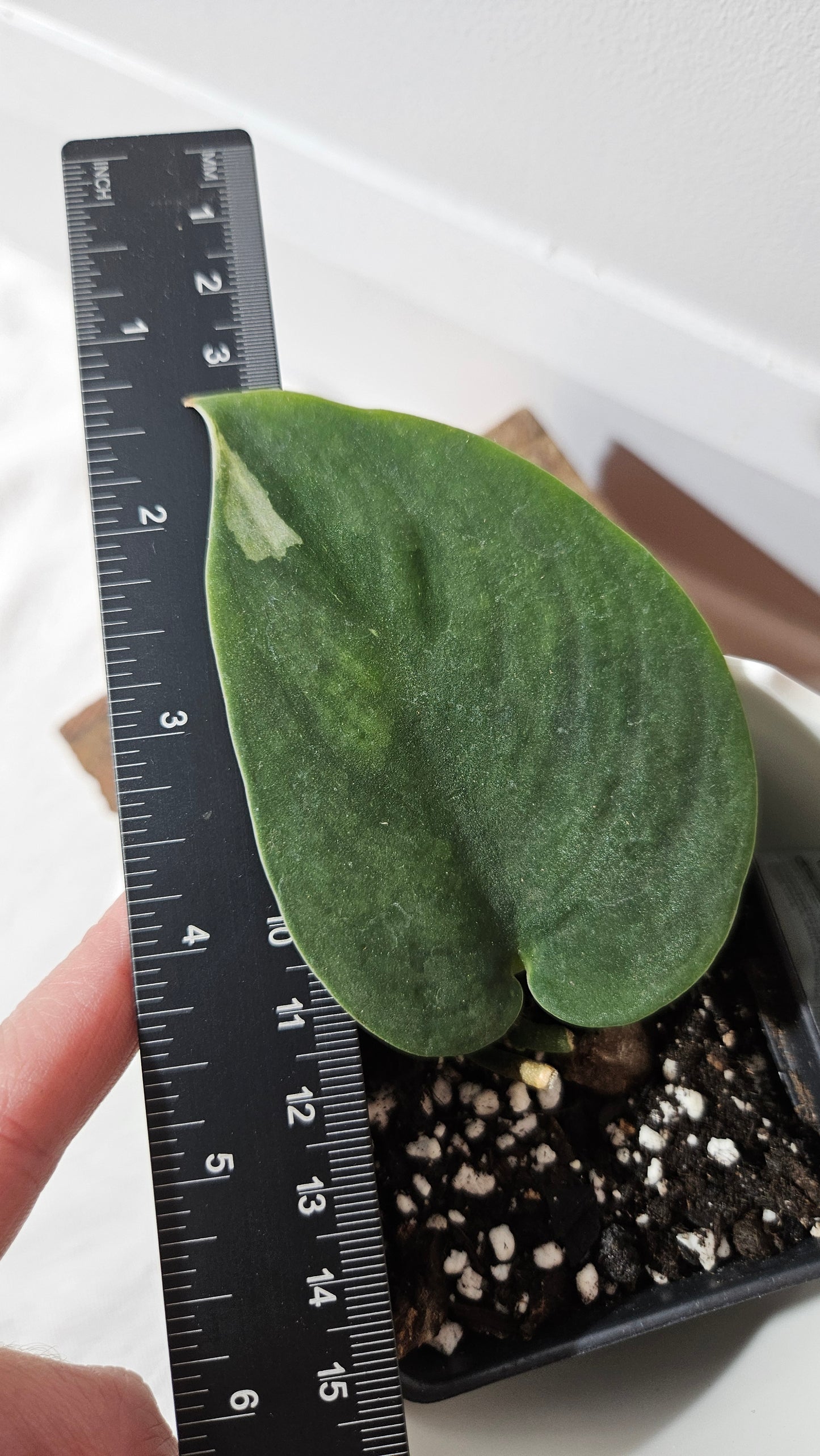 Scindapsus Jung jung Buih (SCI-1021)