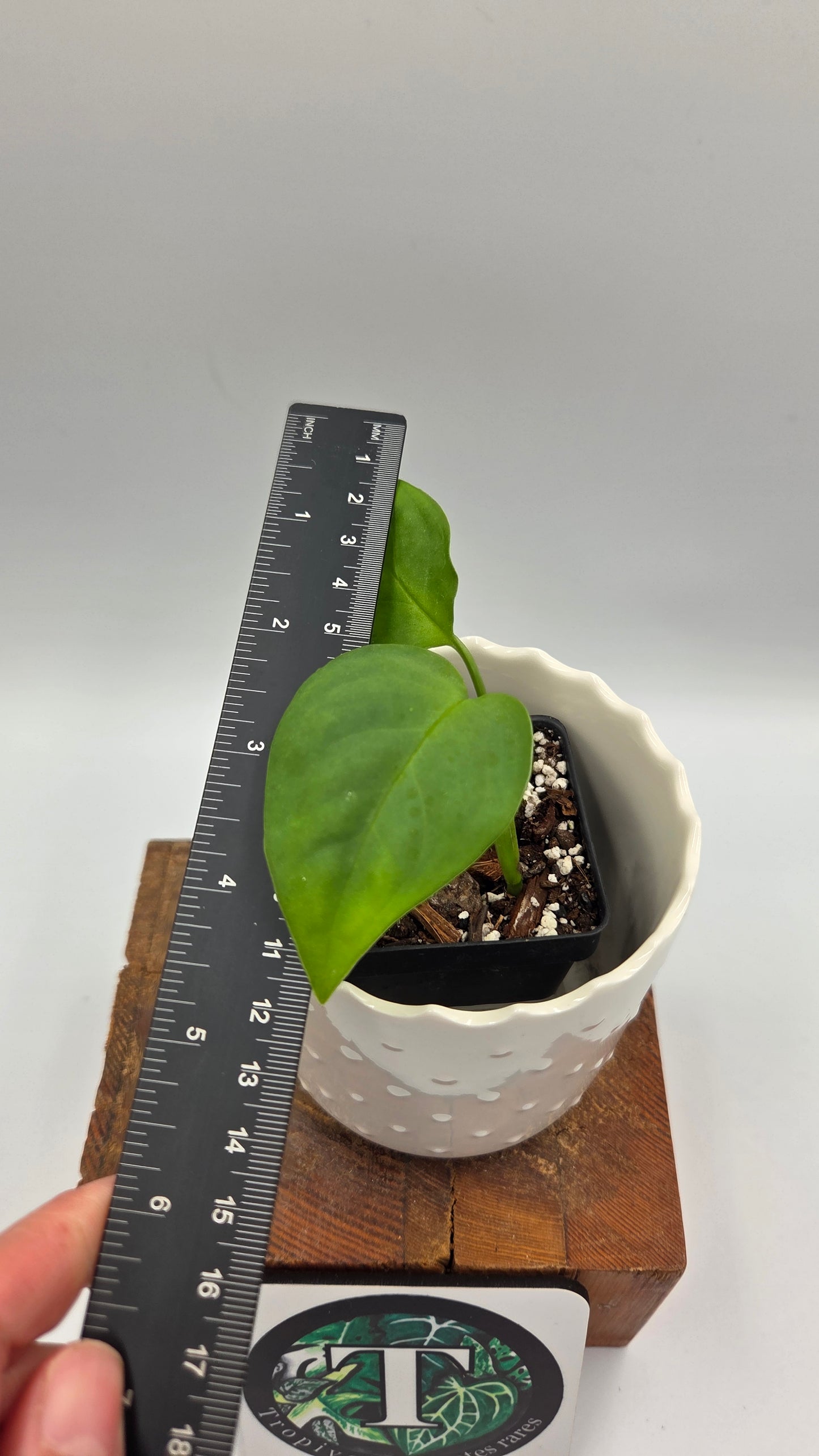 Monstera Esqueletto (MON-543)