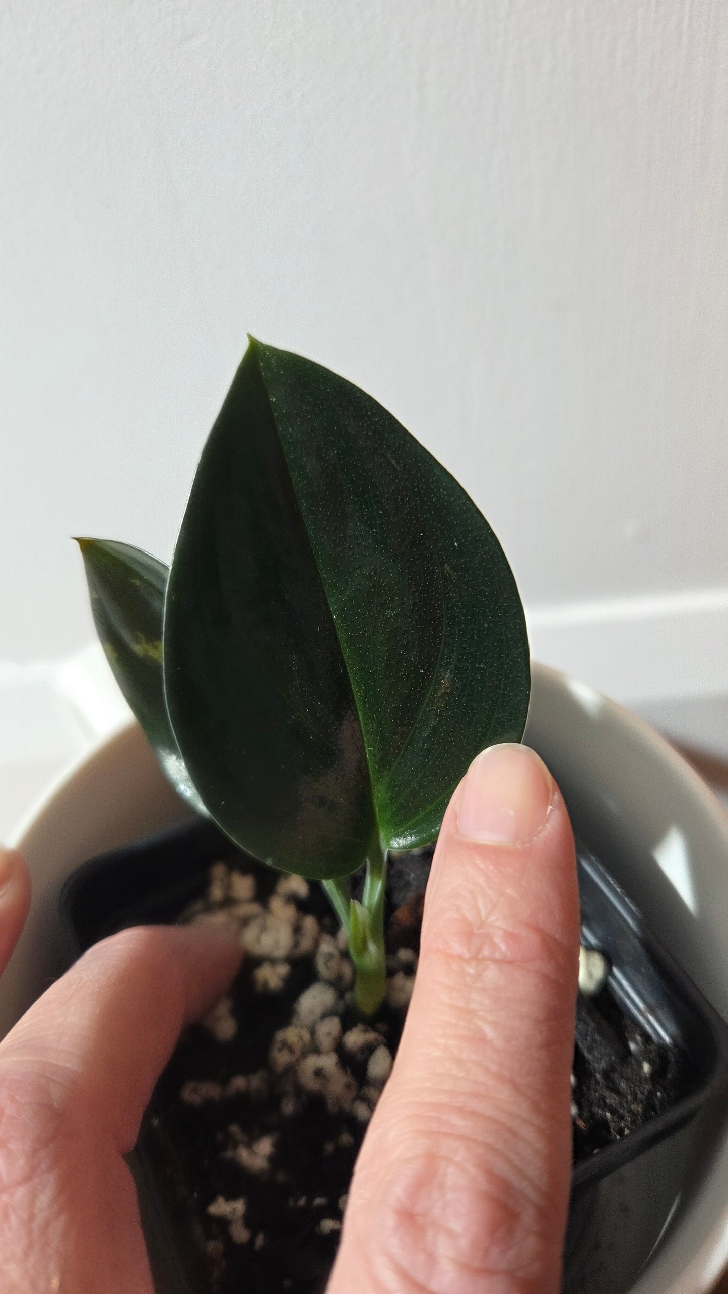 Scindapsus Treubii Dark Form (SCI-1362)