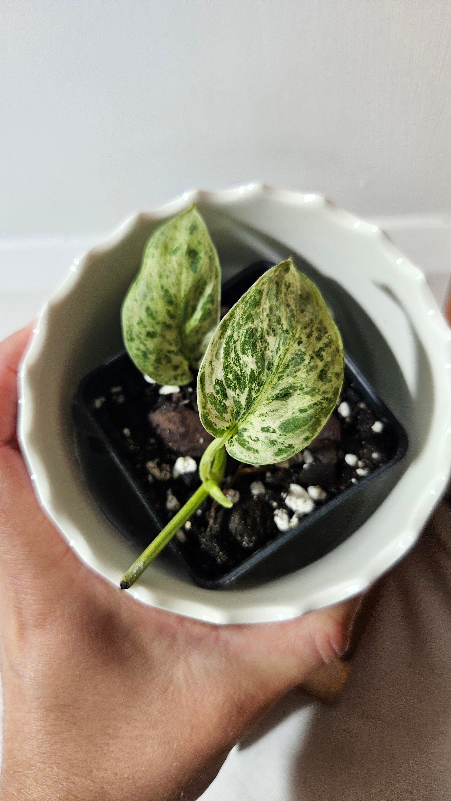 Scindapsus Silver Cloud variegata (SCI-1027)