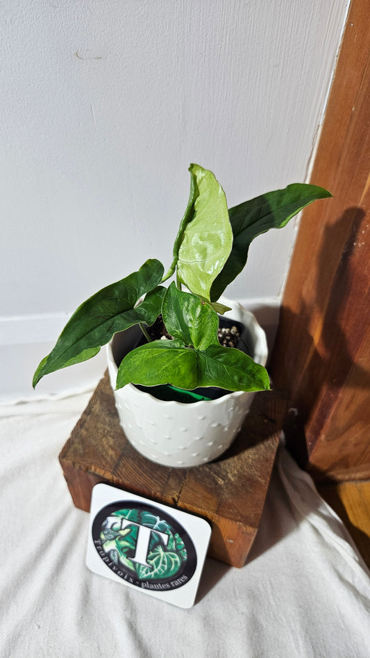 Syngonium Green Beauty (SYN-447)