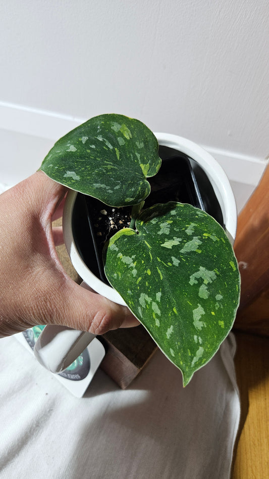 Scindapsus Baticon "Grade A" (SCI-1287)