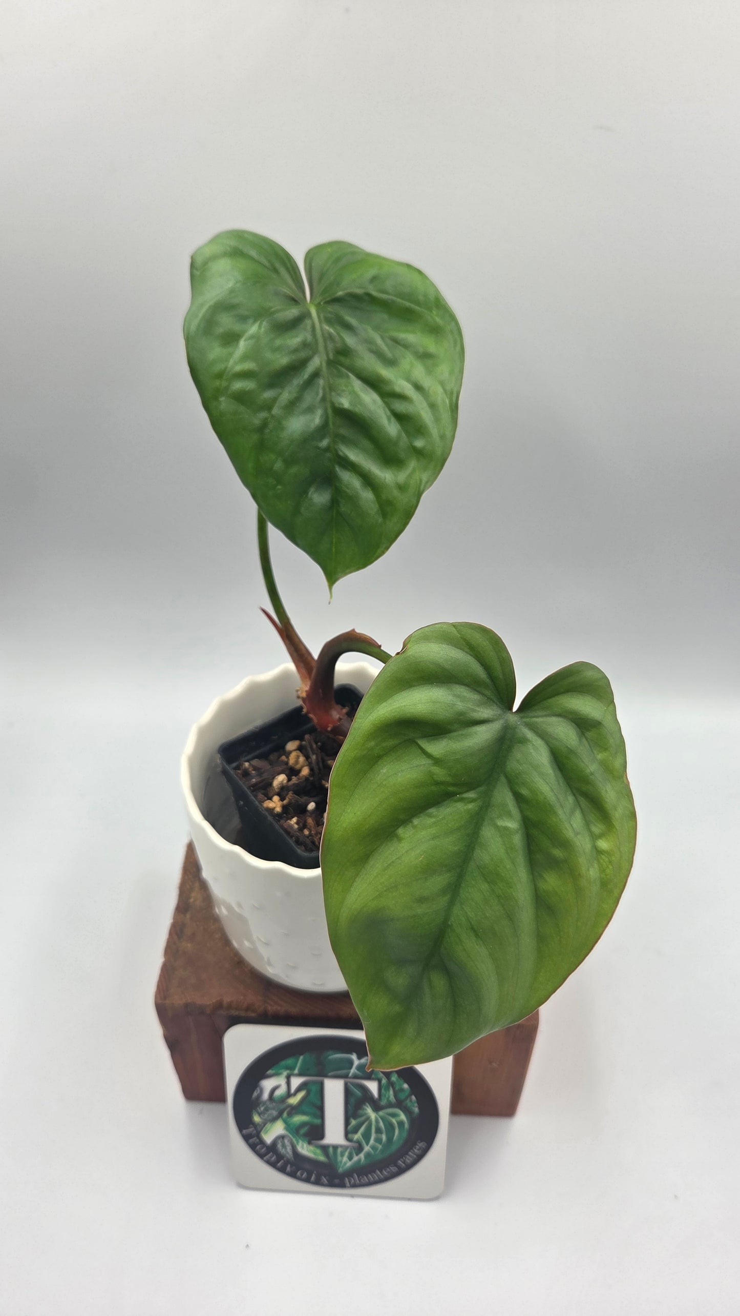 Philodendron Aff Colombia (PHI-640)