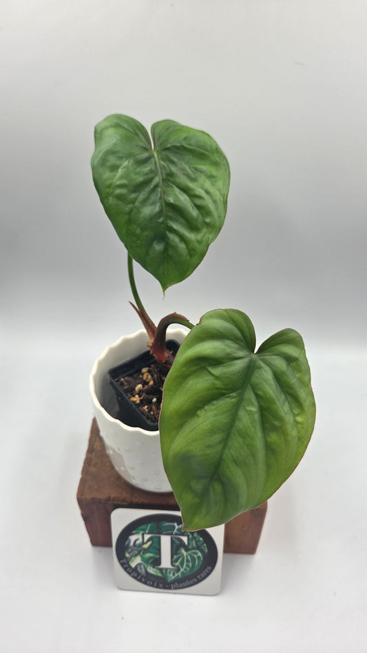 Philodendron Aff Colombia (PHI-640)