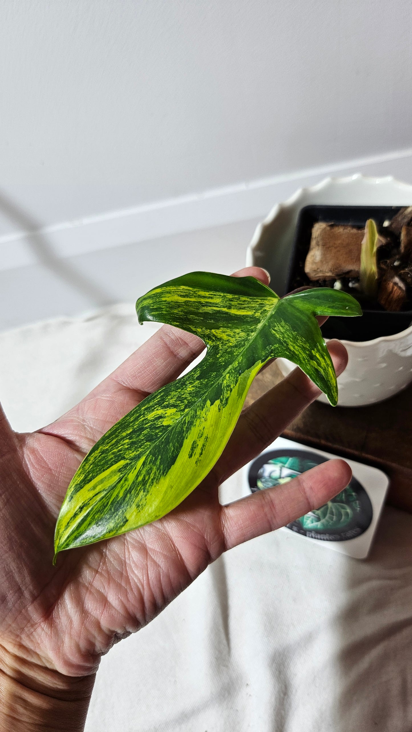 Philodendron Florida Beauty (PHI-577)