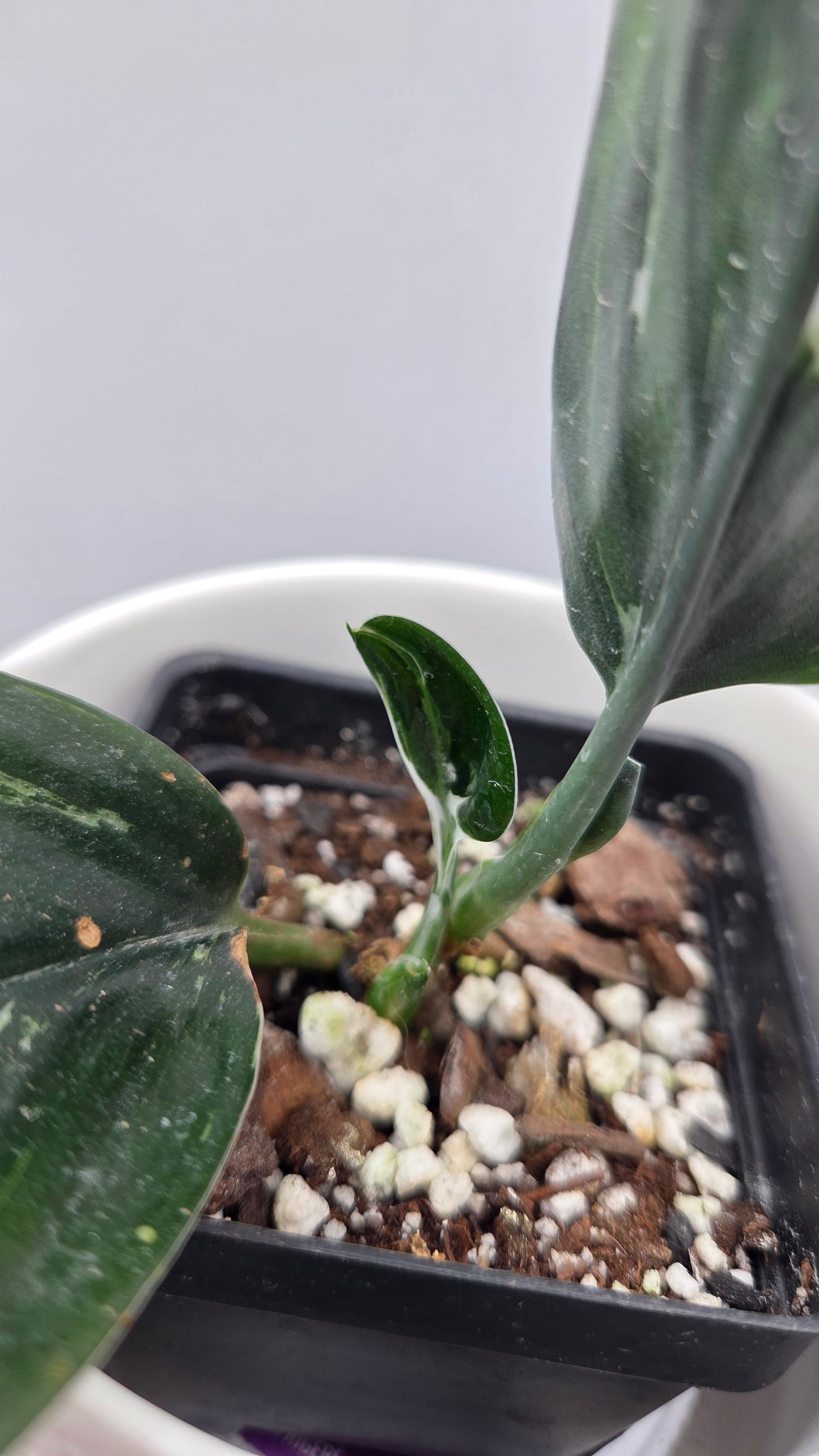 Scindapsus Treubii Dark Form silver (SCI-1198)