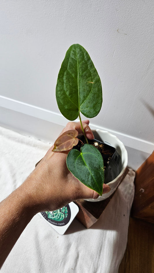 Anthurium Magnificum X Napo "format PETIT" (ANT-560)