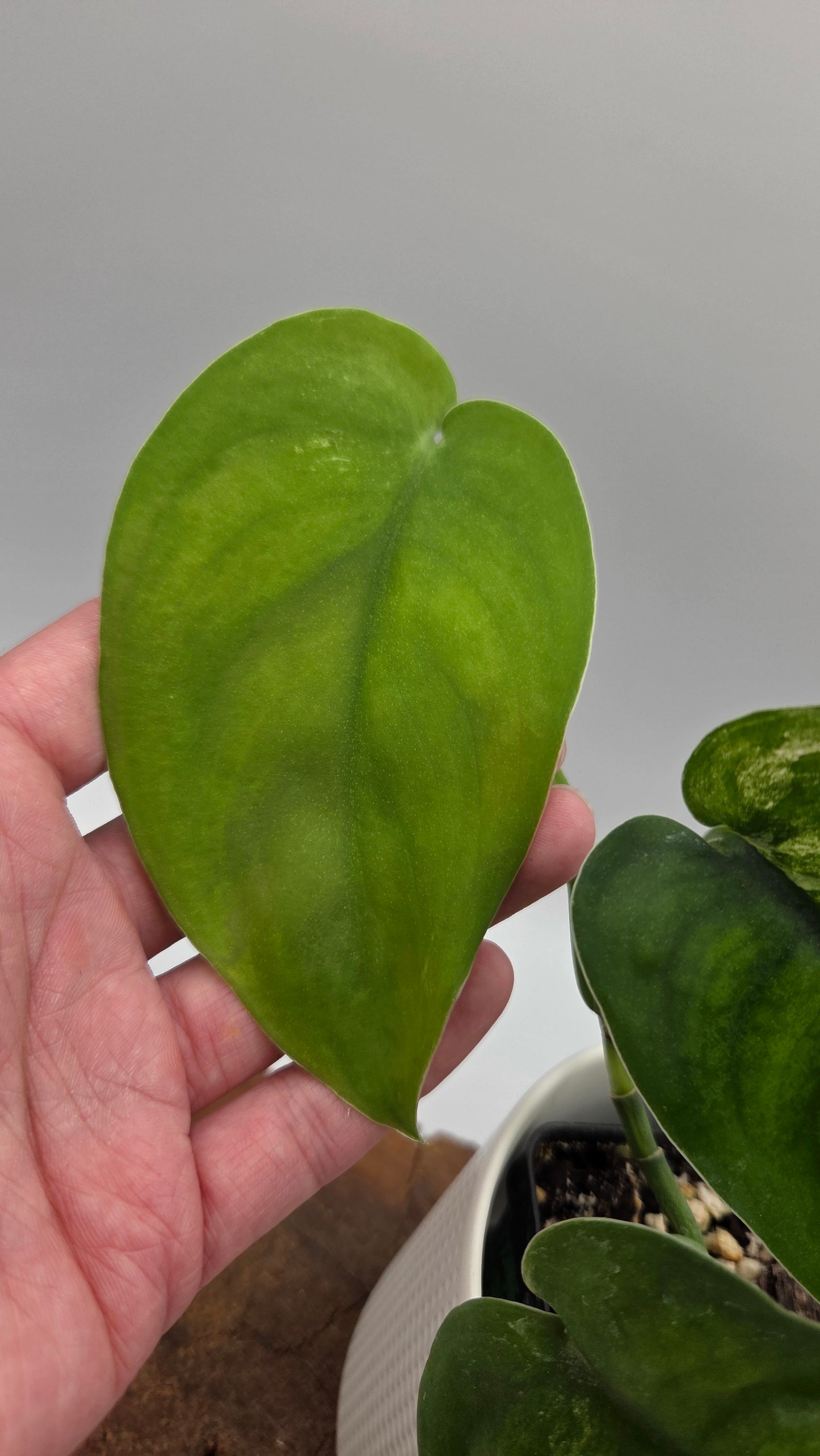 Scindapsus Jade Satin Albo (SCI-1045)